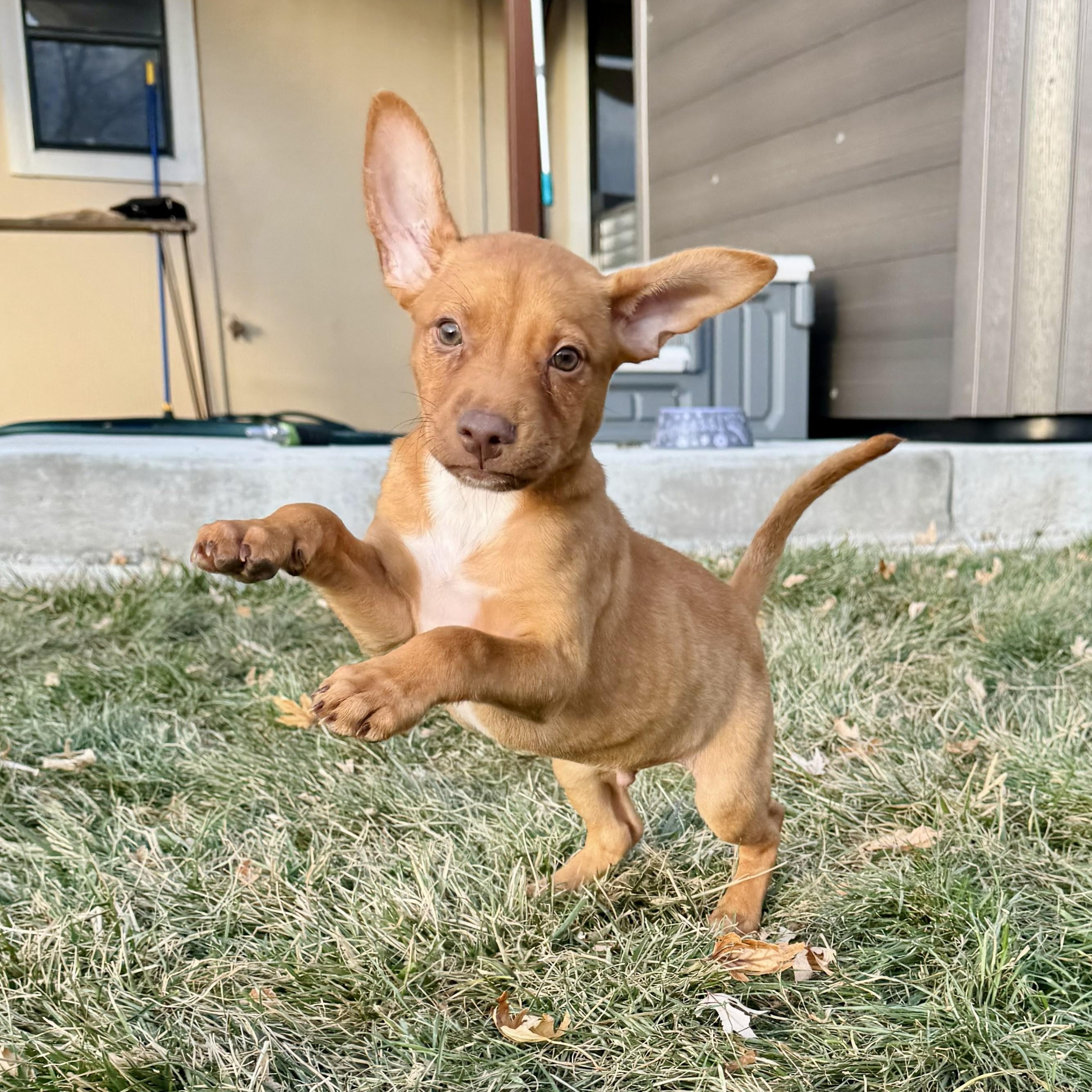 Enlarge Octavian, an adopted mixed breed in Littleton, CO image 5/5