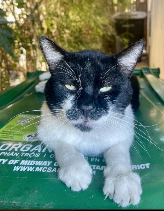 Mr. Mustache, Adoptable, Young Male Domestic Short Hair.