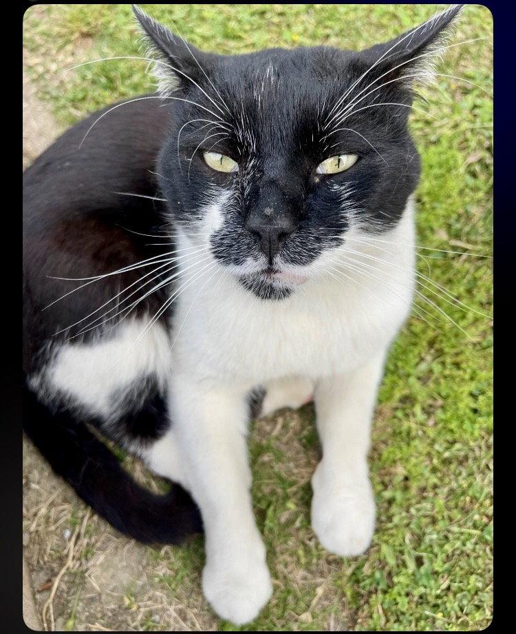 Mr. Mustache, a Adoptable Domestic Short Hair in Seal Beach, CA image 2/2
