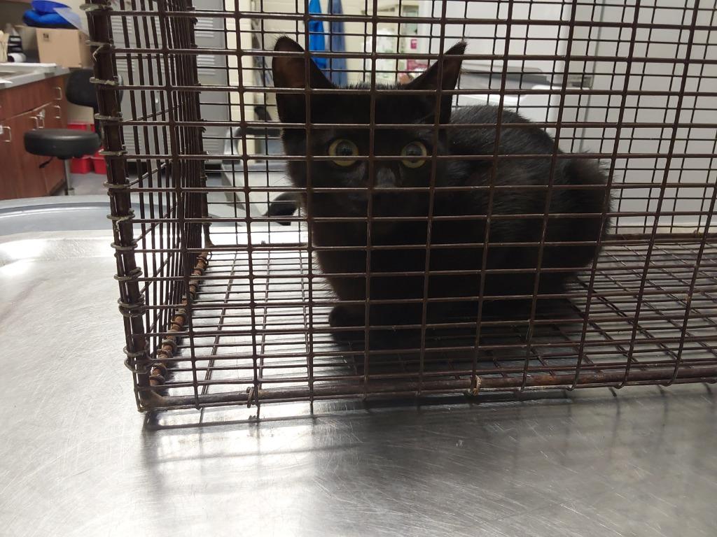 2023-08-136, Adoptable, Kitten Female Domestic Short Hair.