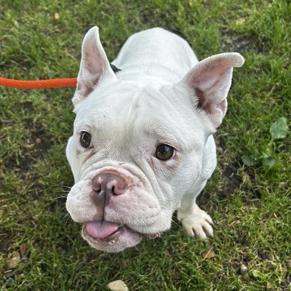 Enlarge Milk Bun, a Adoptable mixed breed in Oakland, CA image 1/1