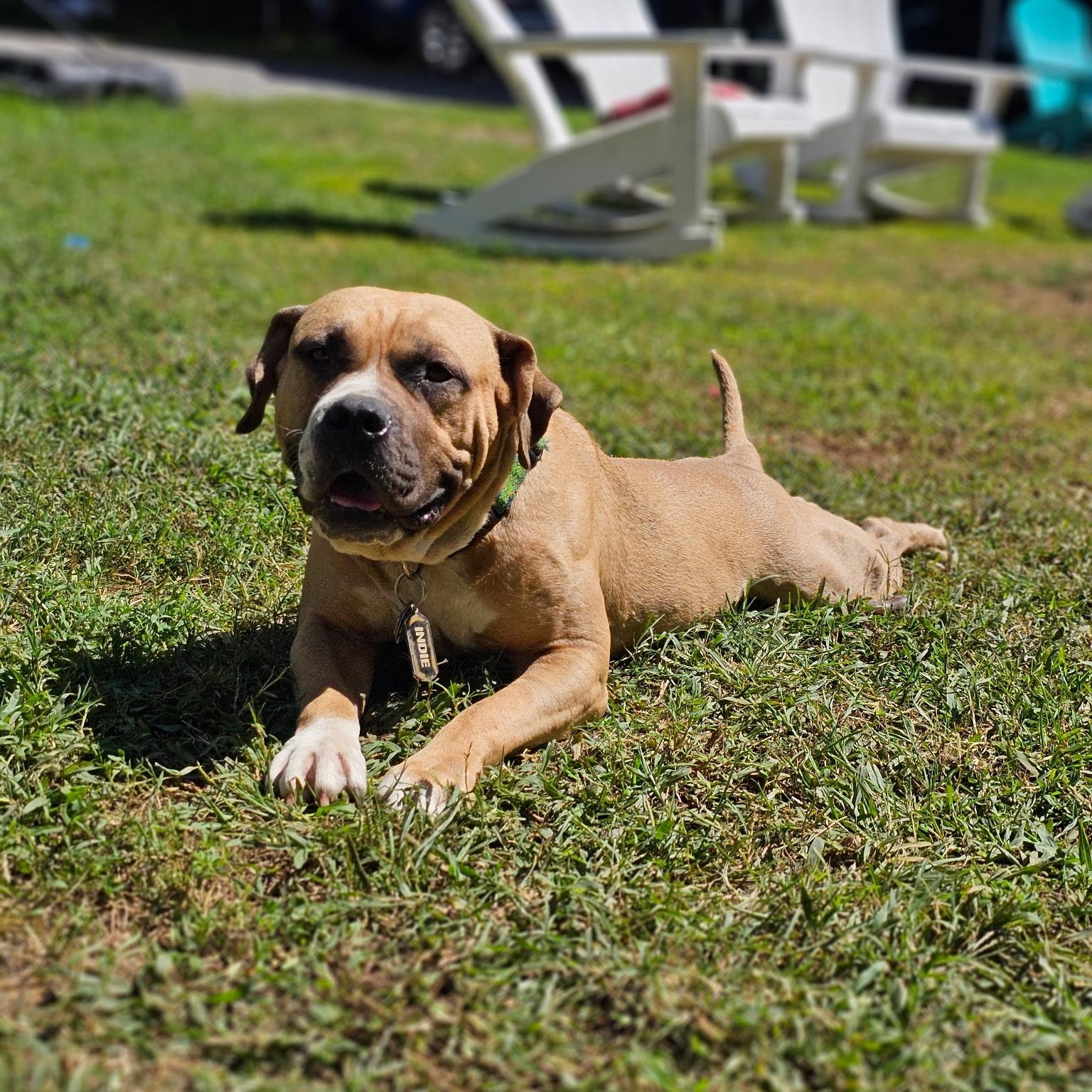 Little Prince, a Adoptable mixed breed in Chesapeake Beach, MD image 1/6