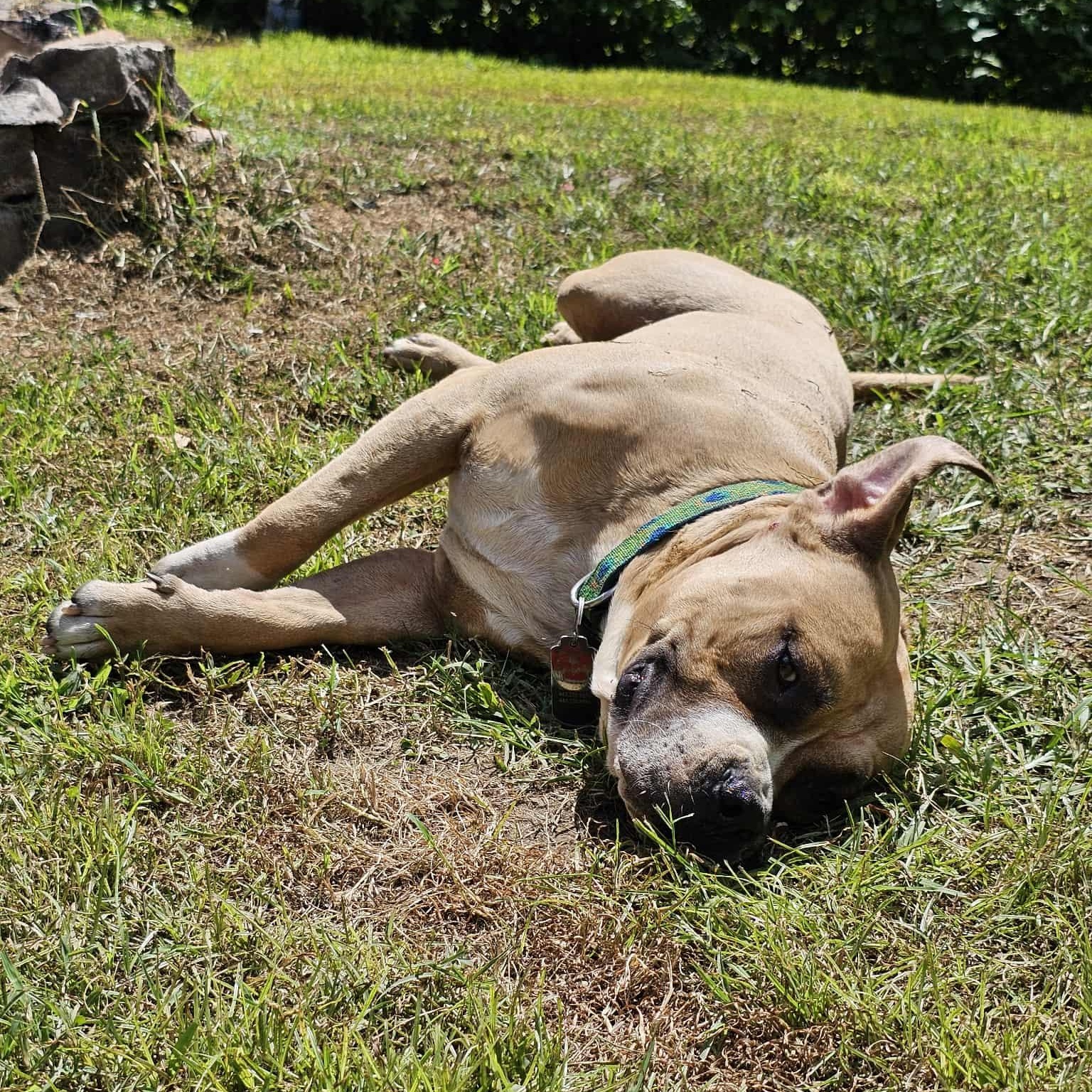 Little Prince, a Adoptable mixed breed in Chesapeake Beach, MD image 3/6