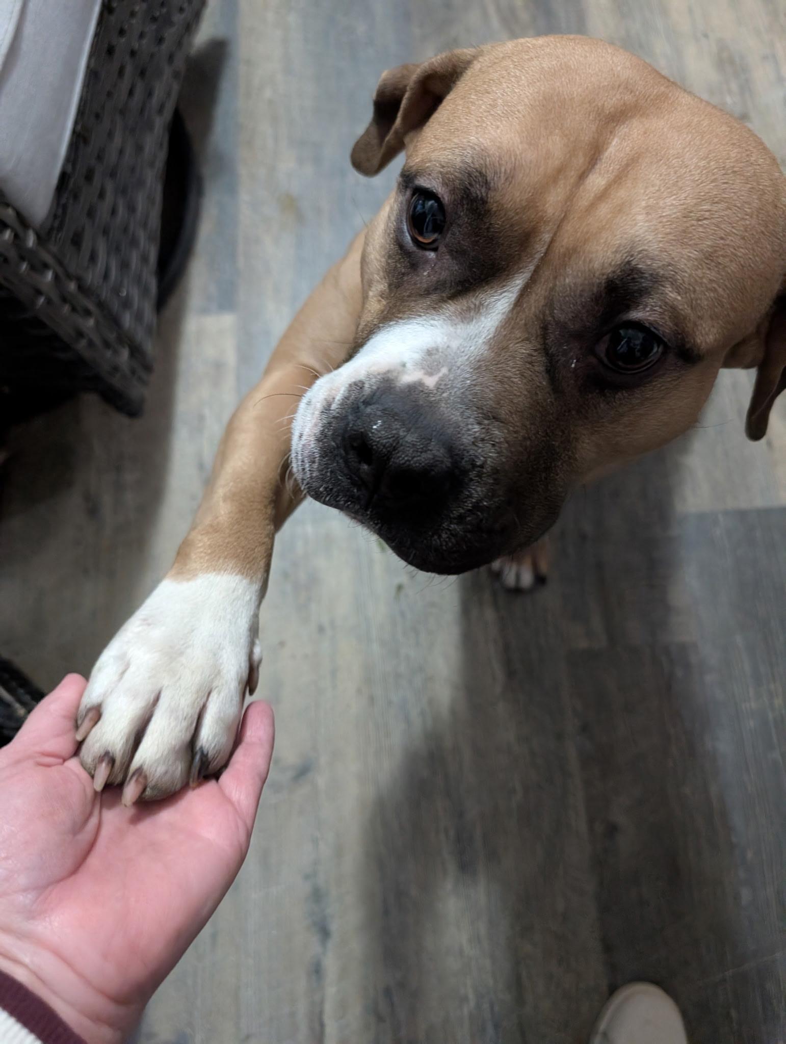 Enlarge Timber, a Adoptable mixed breed in Chesapeake Beach, MD image 3/6