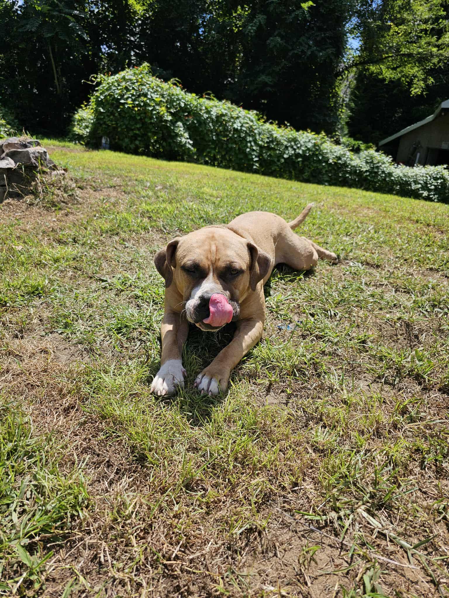 Little Prince, a Adoptable mixed breed in Chesapeake Beach, MD image 2/6