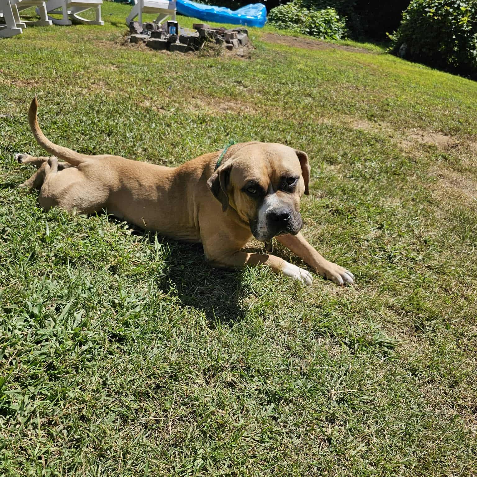 Little Prince, a Adoptable mixed breed in Chesapeake Beach, MD image 4/6