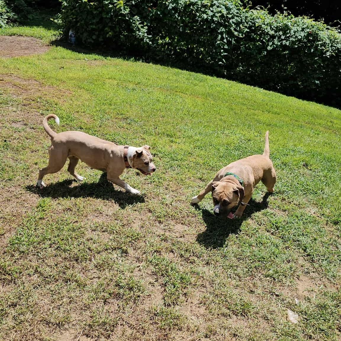 Little Prince, a Adoptable mixed breed in Chesapeake Beach, MD image 5/6