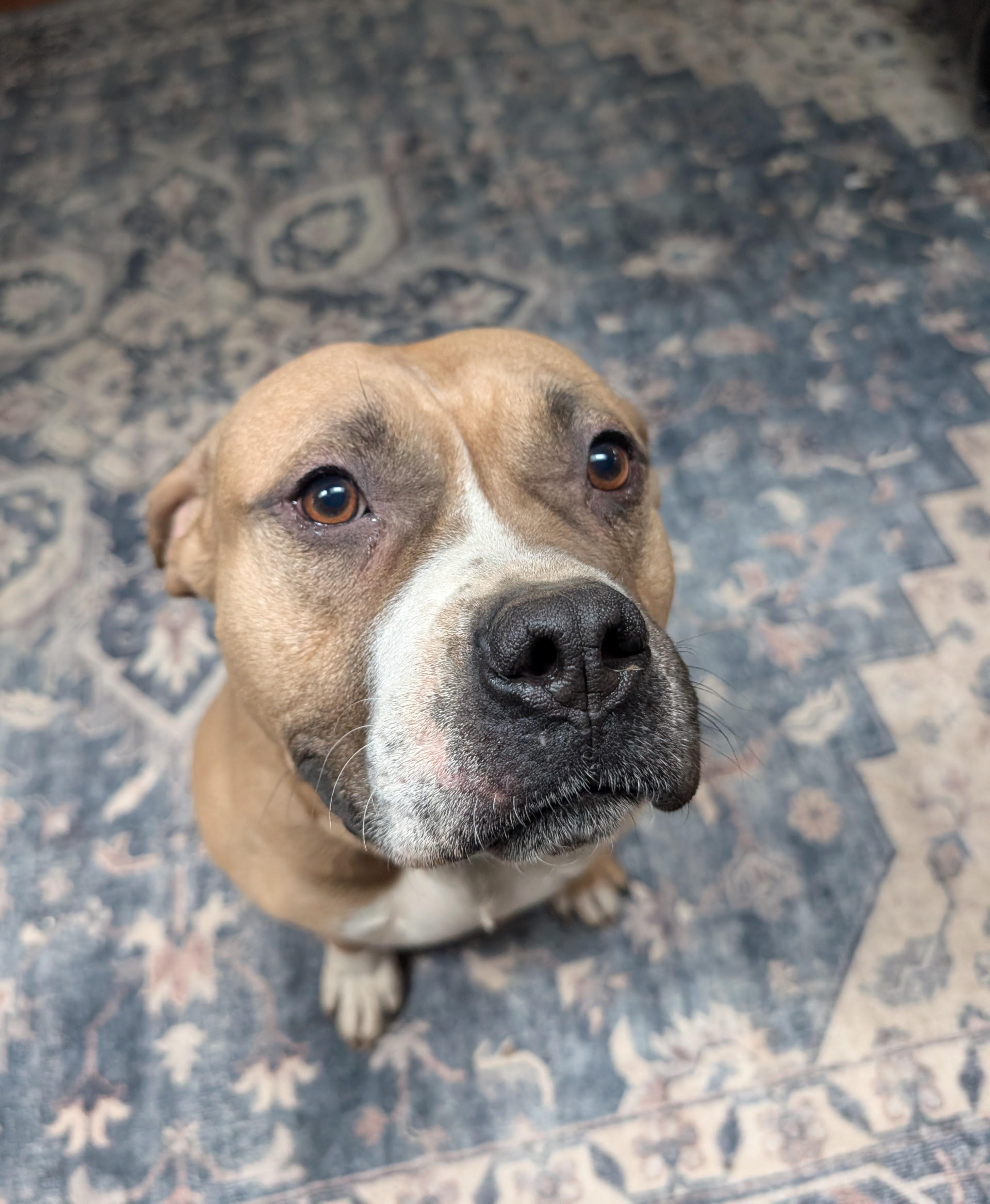 Enlarge Timber, a Adoptable mixed breed in Chesapeake Beach, MD image 1/6