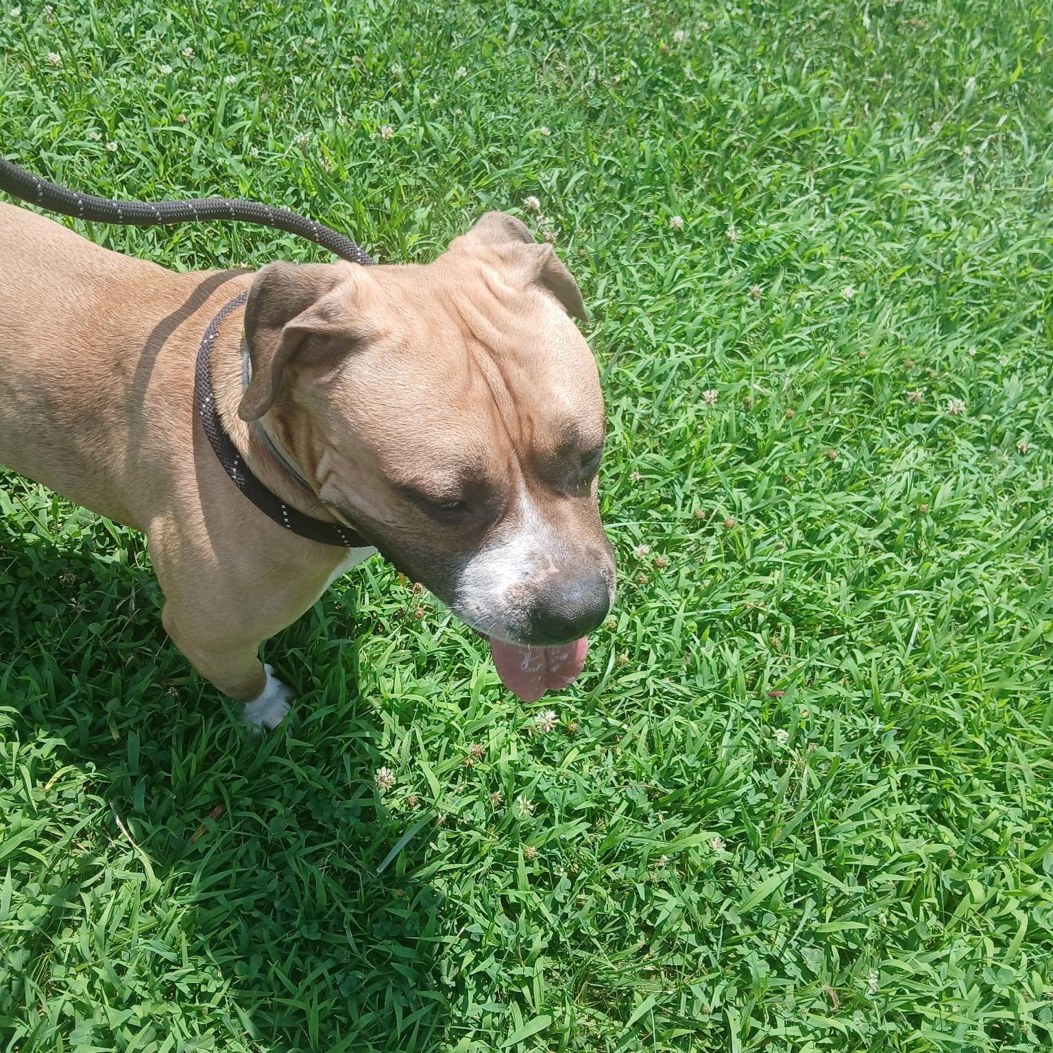 Little Prince photo 2