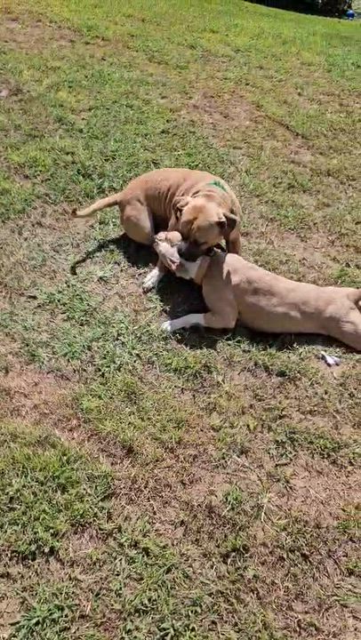 Enlarge Little Prince, a Adoptable mixed breed in Chesapeake Beach, MD video 6/6