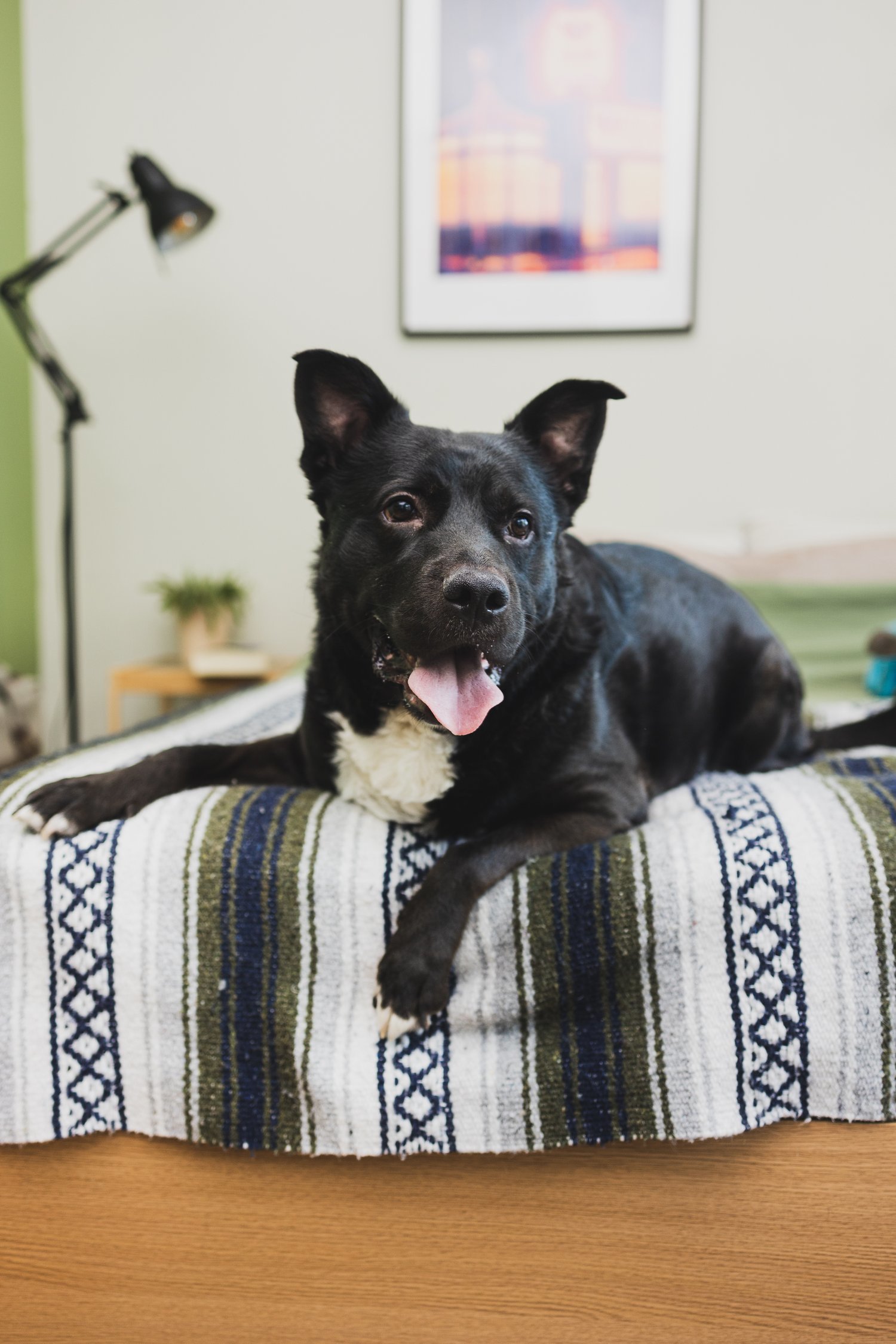 Margarito, Adopted, Adult Male Mixed Breed.