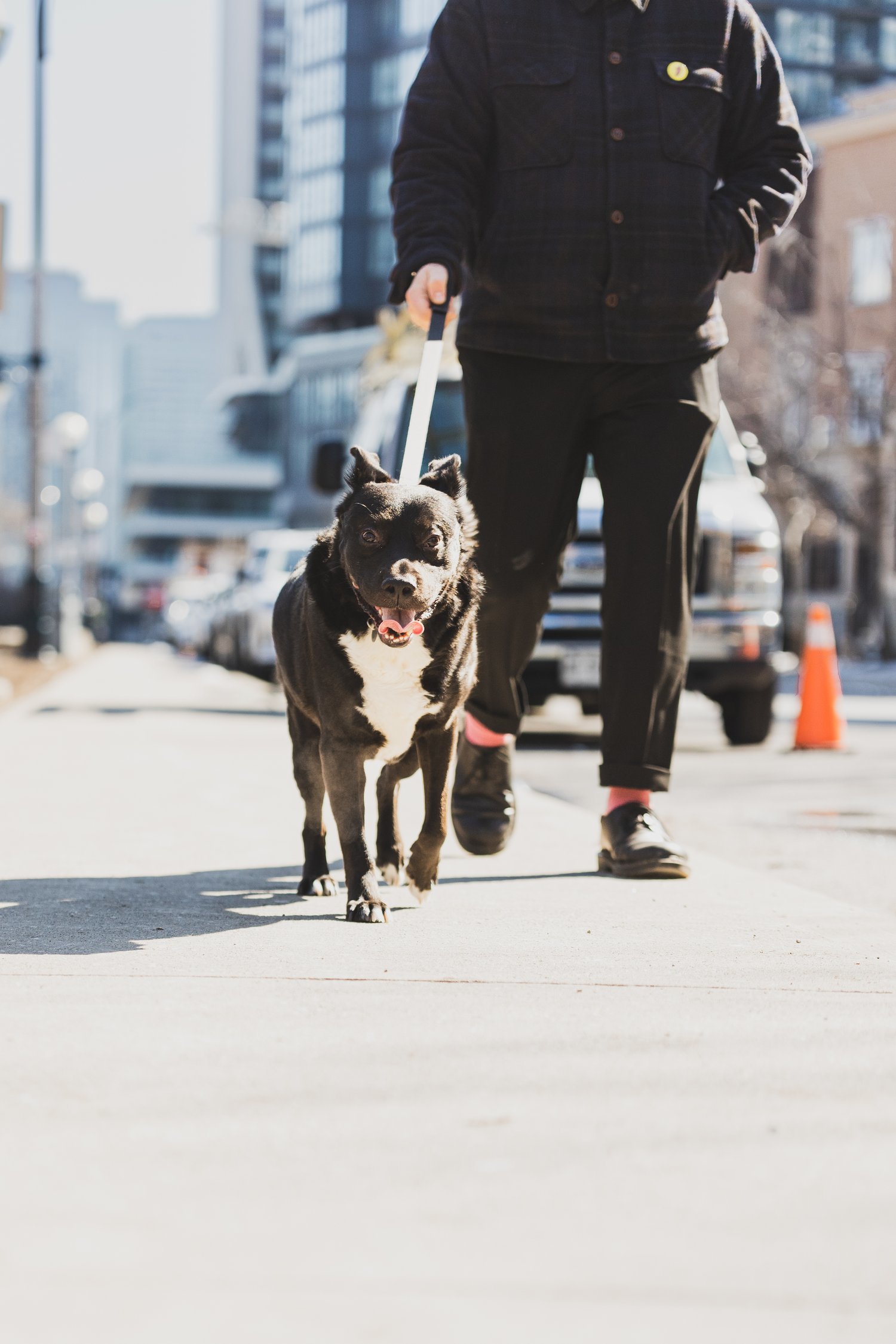 Enlarge Margarito, a Adopted Mixed Breed in North York, ON image 2/12