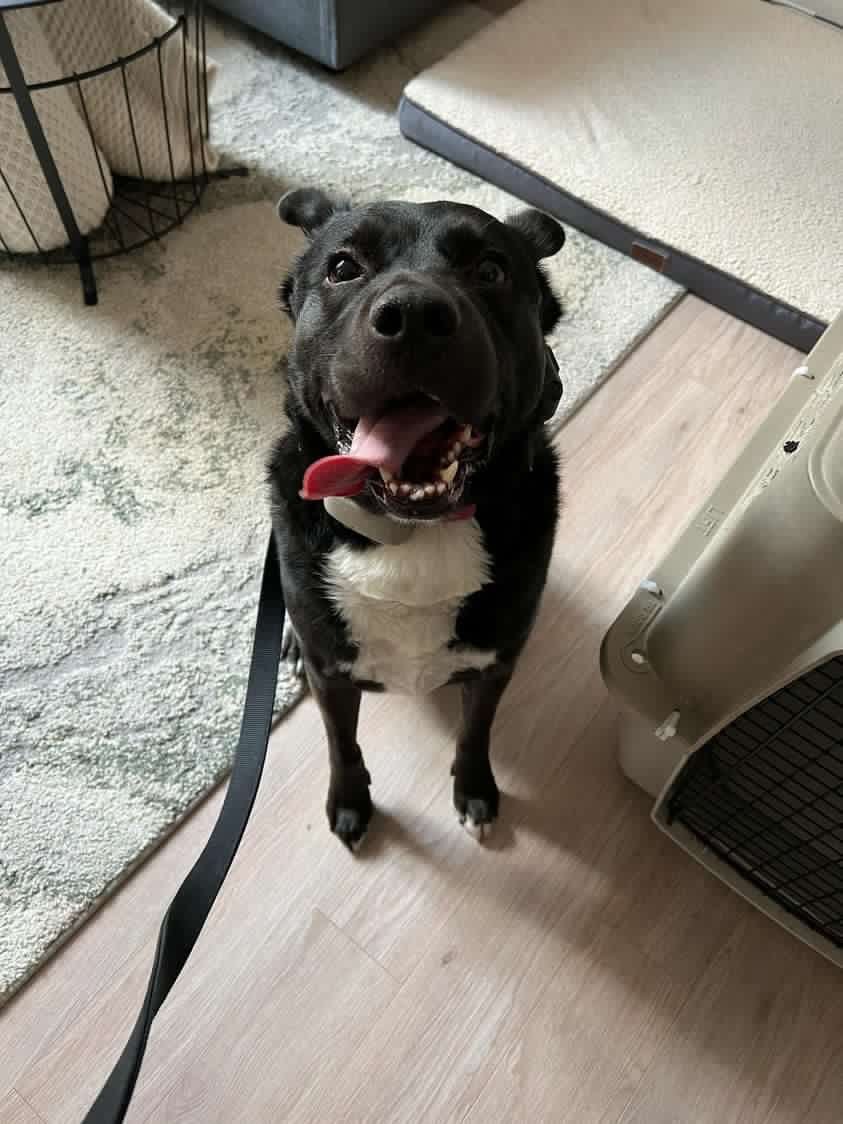 Enlarge Margarito, a Adopted Mixed Breed in North York, ON image 3/12