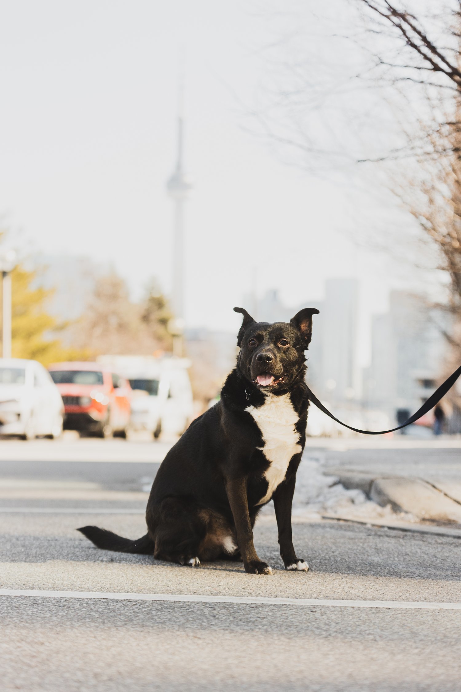 Enlarge Margarito, a Adopted Mixed Breed in North York, ON image 4/12