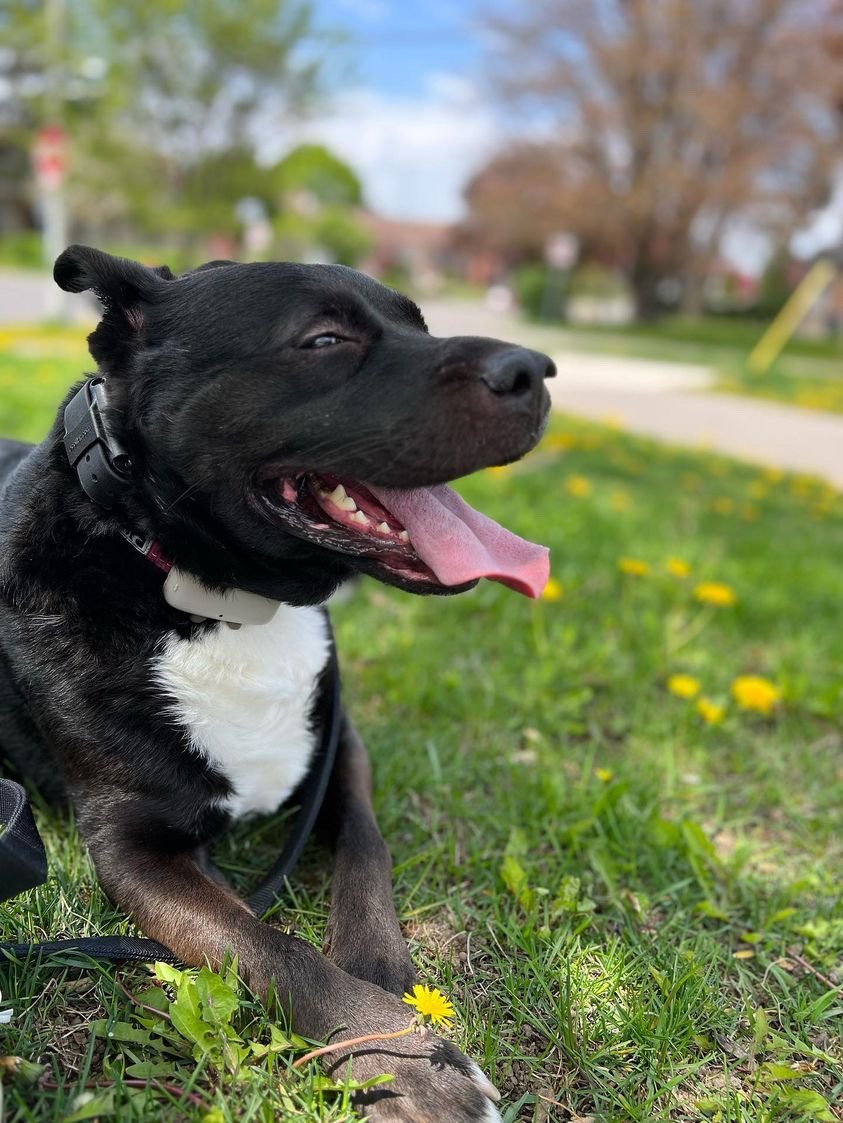 Enlarge Margarito, a Adopted Mixed Breed in North York, ON image 5/12