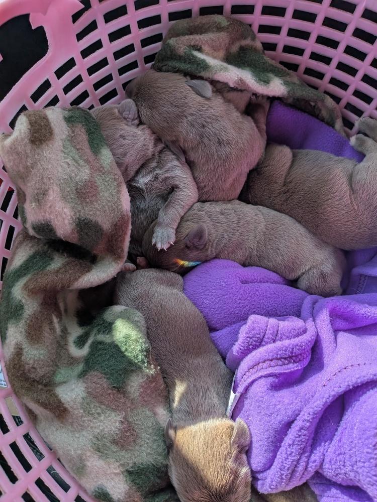 Hush Puppy, Adoptable, Puppy Male Mixed Breed.