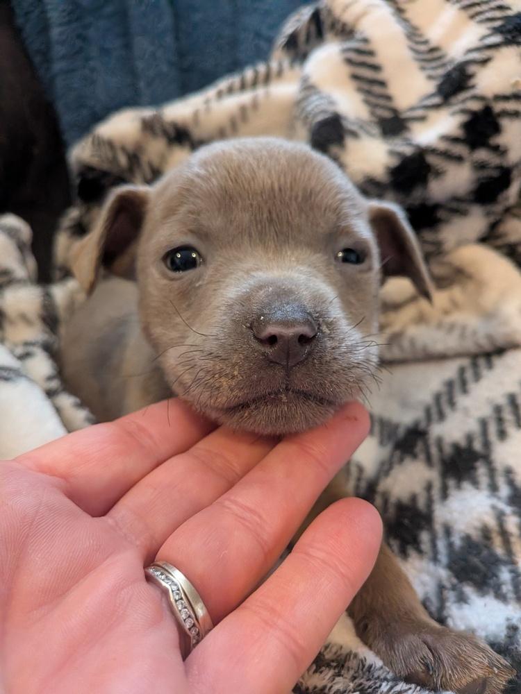Enlarge Hush Puppy, a Adoptable mixed breed in Clinton Township, MI image 2/5