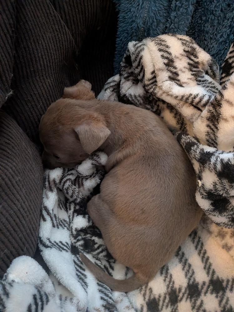 Enlarge Hush Puppy, a Adoptable mixed breed in Clinton Township, MI image 3/5