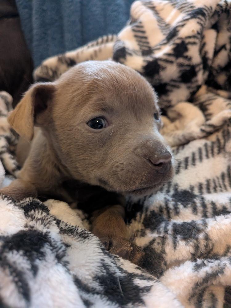 Enlarge Hush Puppy, a Adoptable mixed breed in Clinton Township, MI image 4/5