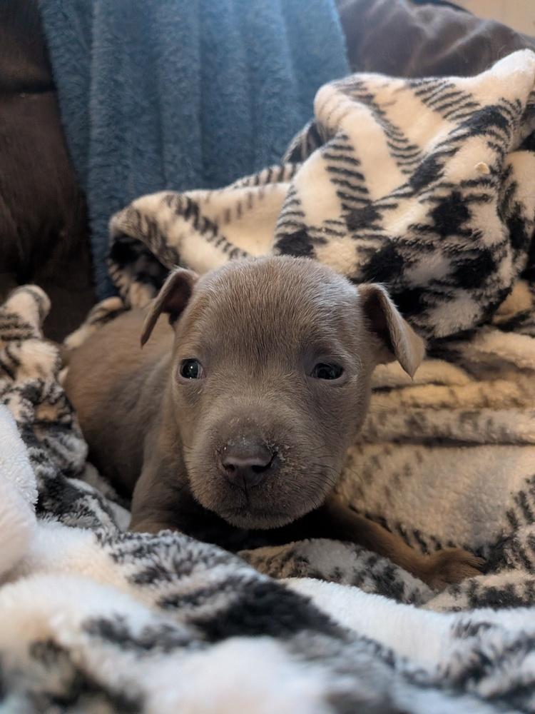 Enlarge Hush Puppy, a Adoptable mixed breed in Clinton Township, MI image 5/5