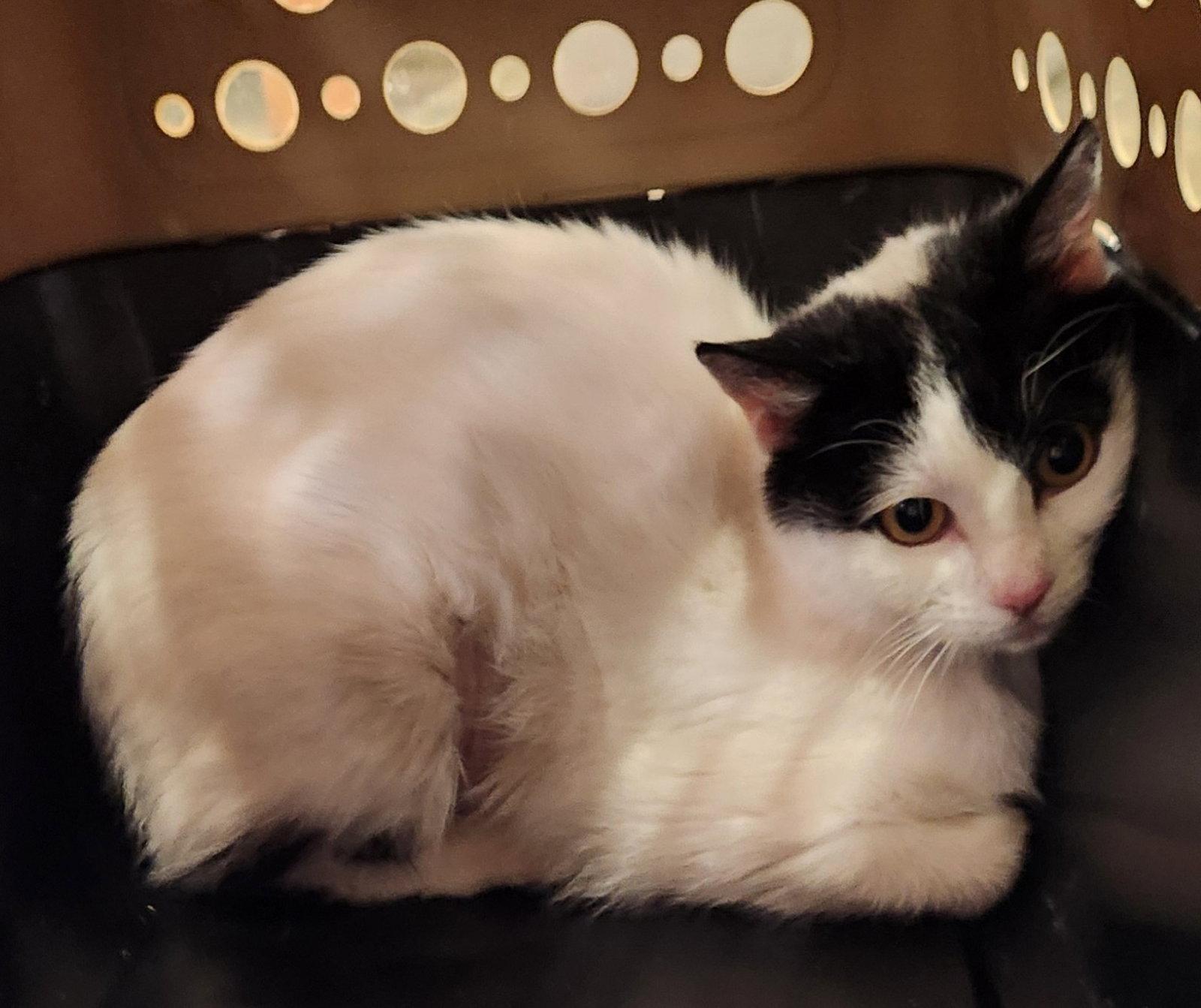 Pixie, Adopted, Young Female American Shorthair.