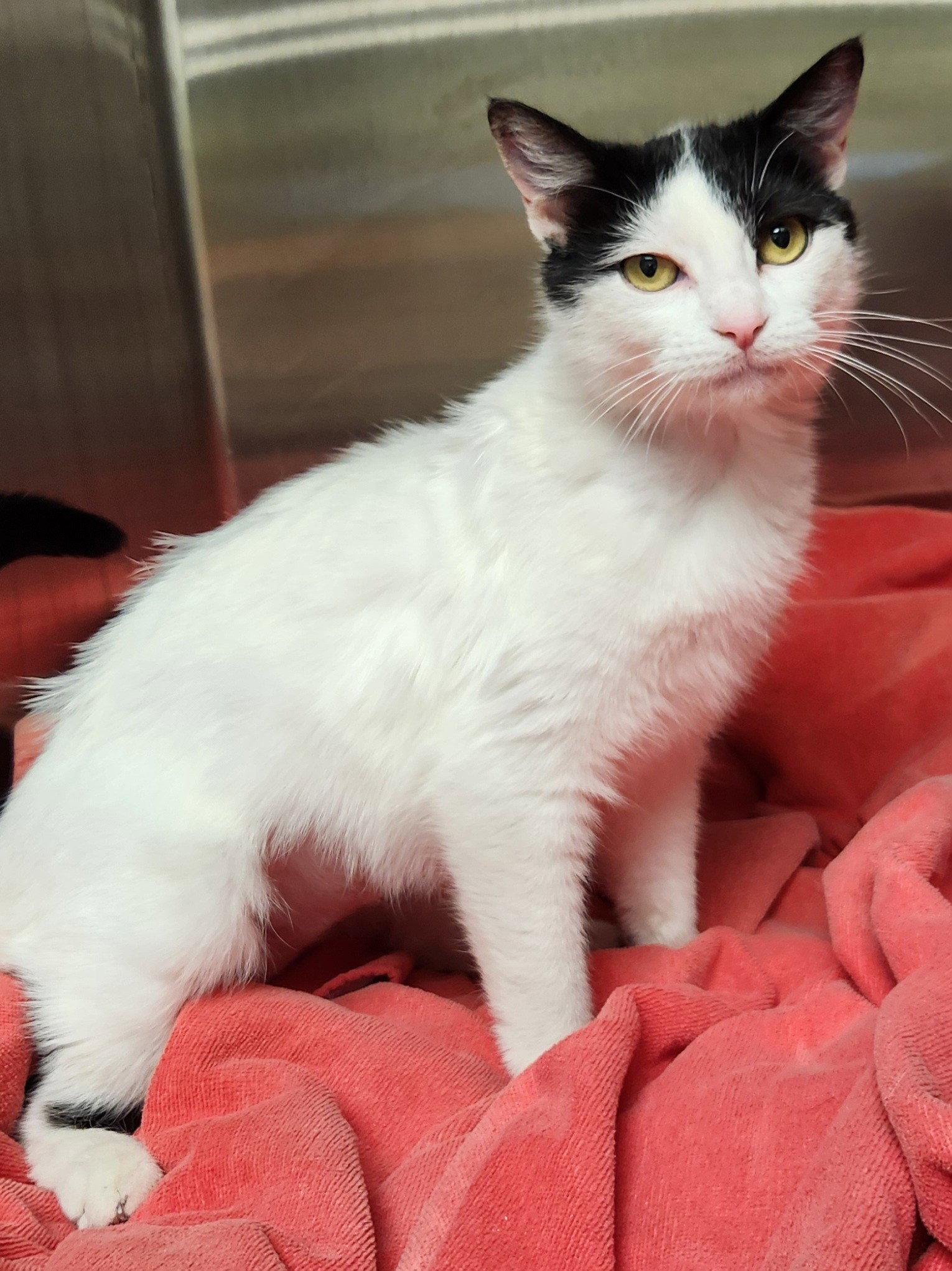 Pixie, Adopted, Young Female American Shorthair.