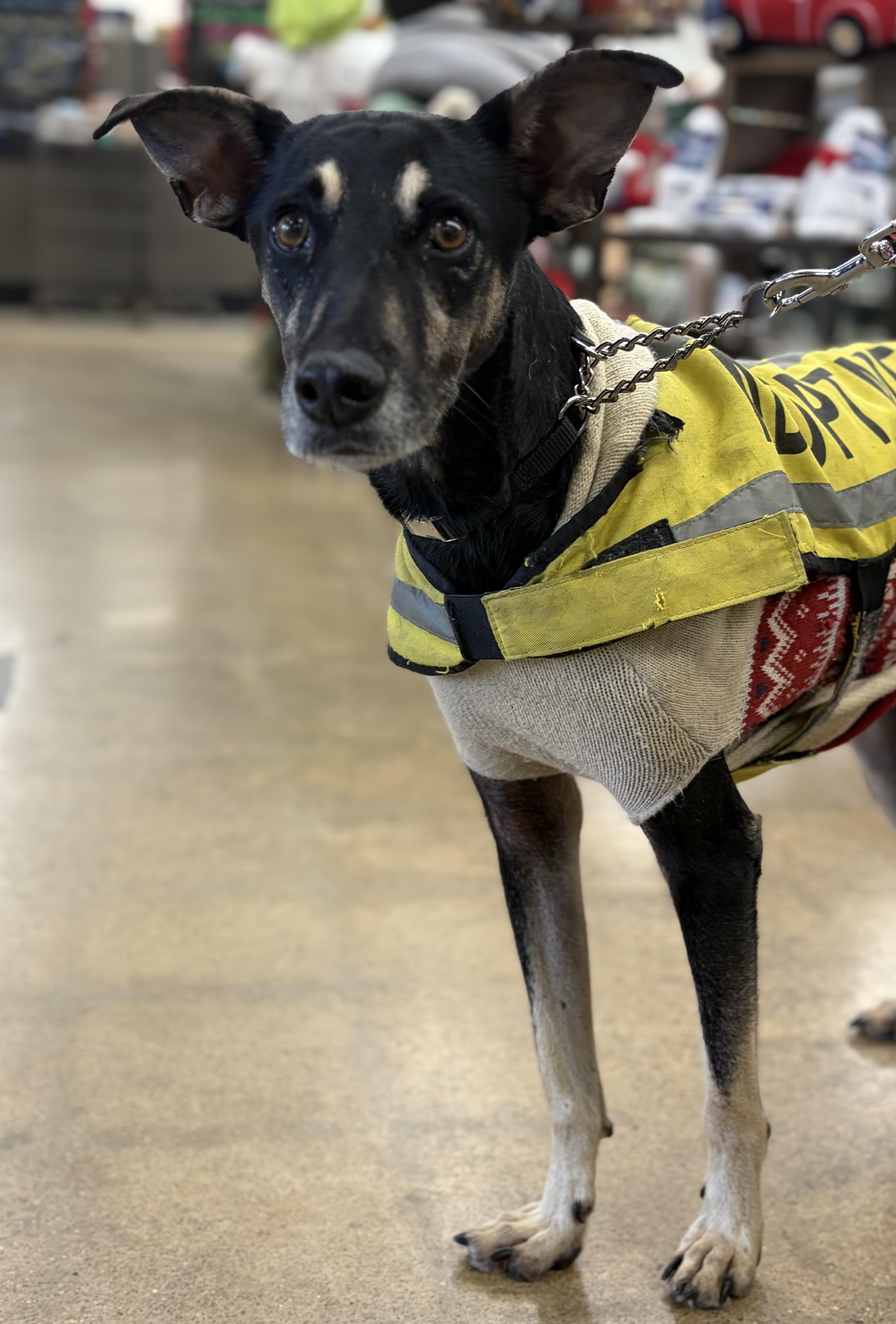 Gizmo, Adoptable, Adult Male Shepherd.