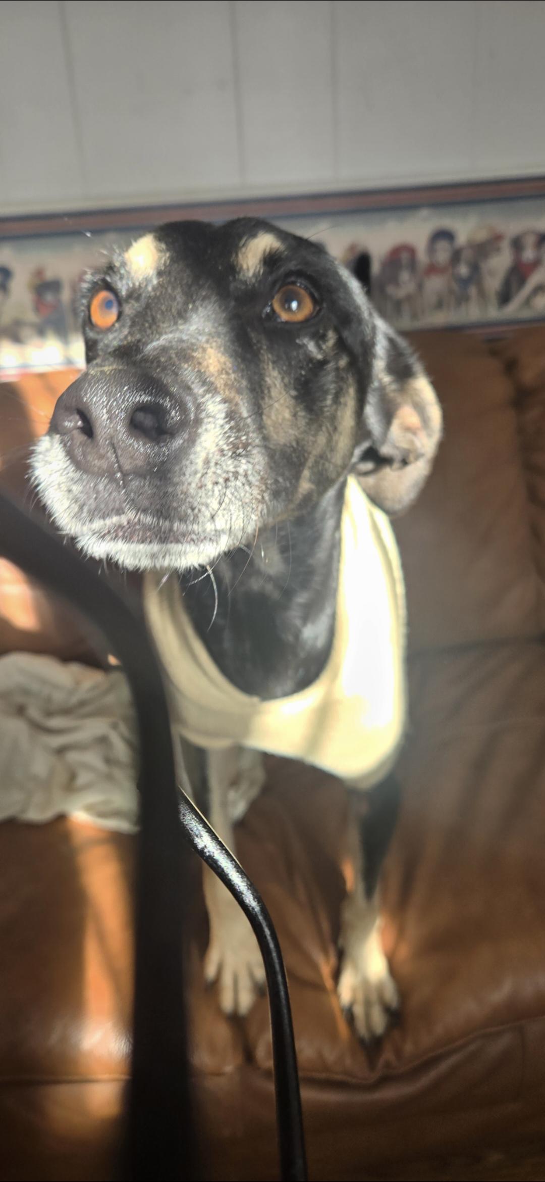 Gizmo, a Adoptable mixed breed in New York, NY image 2/6