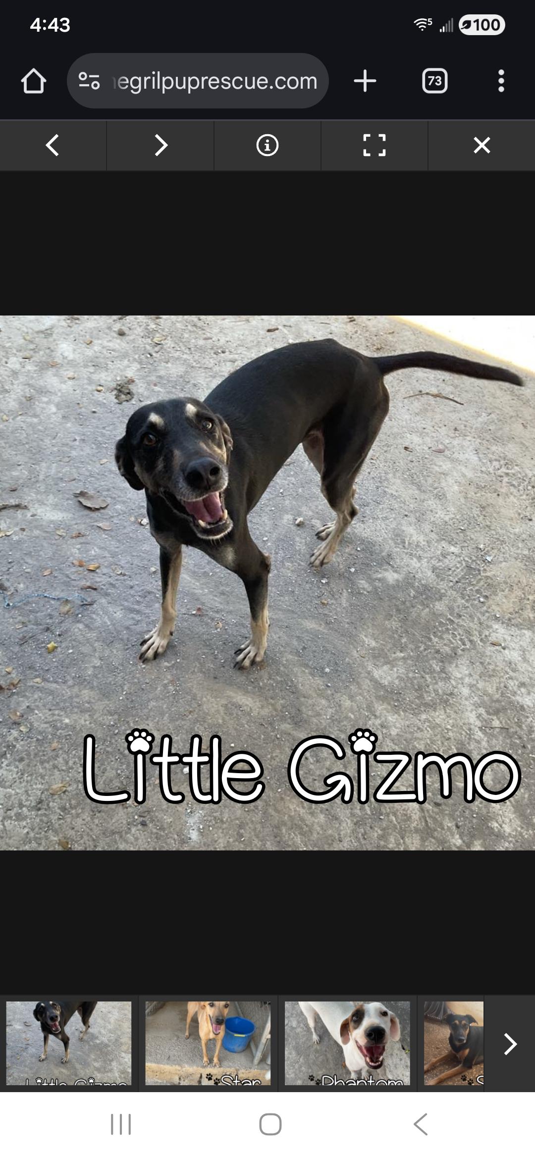 Gizmo, a Adoptable mixed breed in New York, NY image 3/6