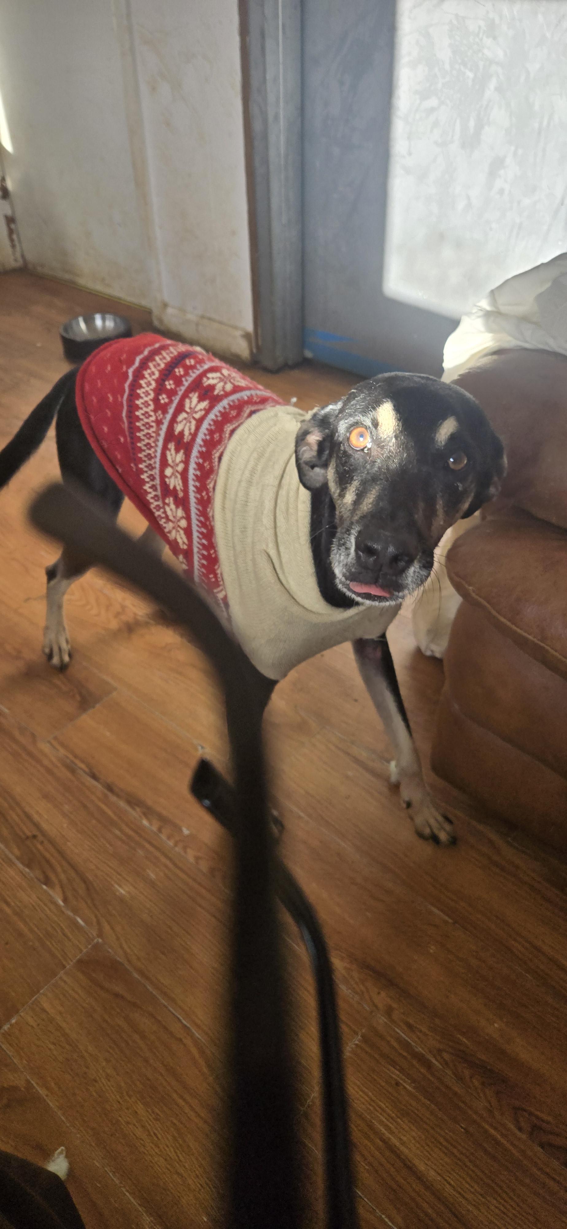 Gizmo, a Adoptable mixed breed in New York, NY image 4/6