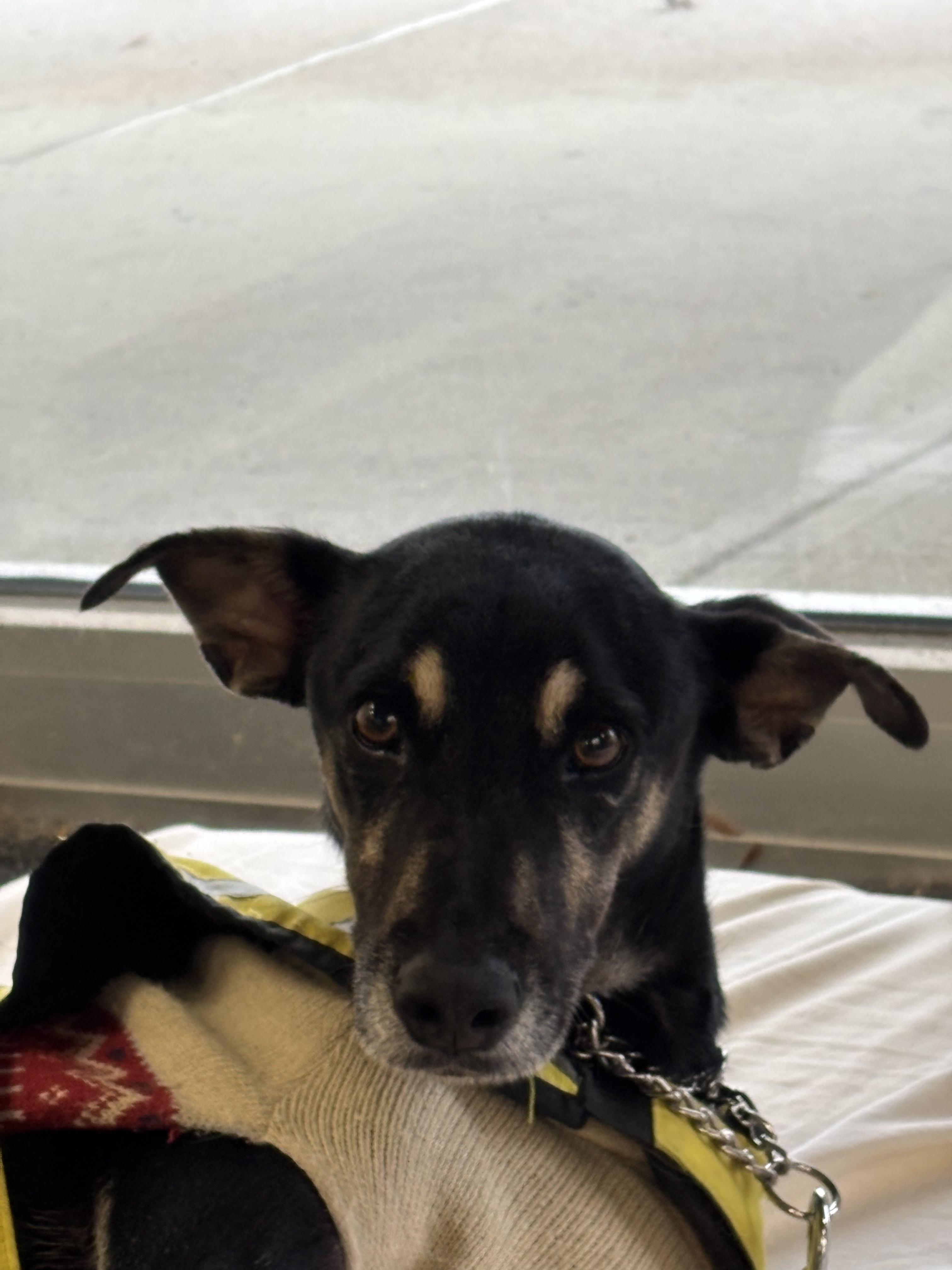 Gizmo, a Adoptable mixed breed in New York, NY image 5/6