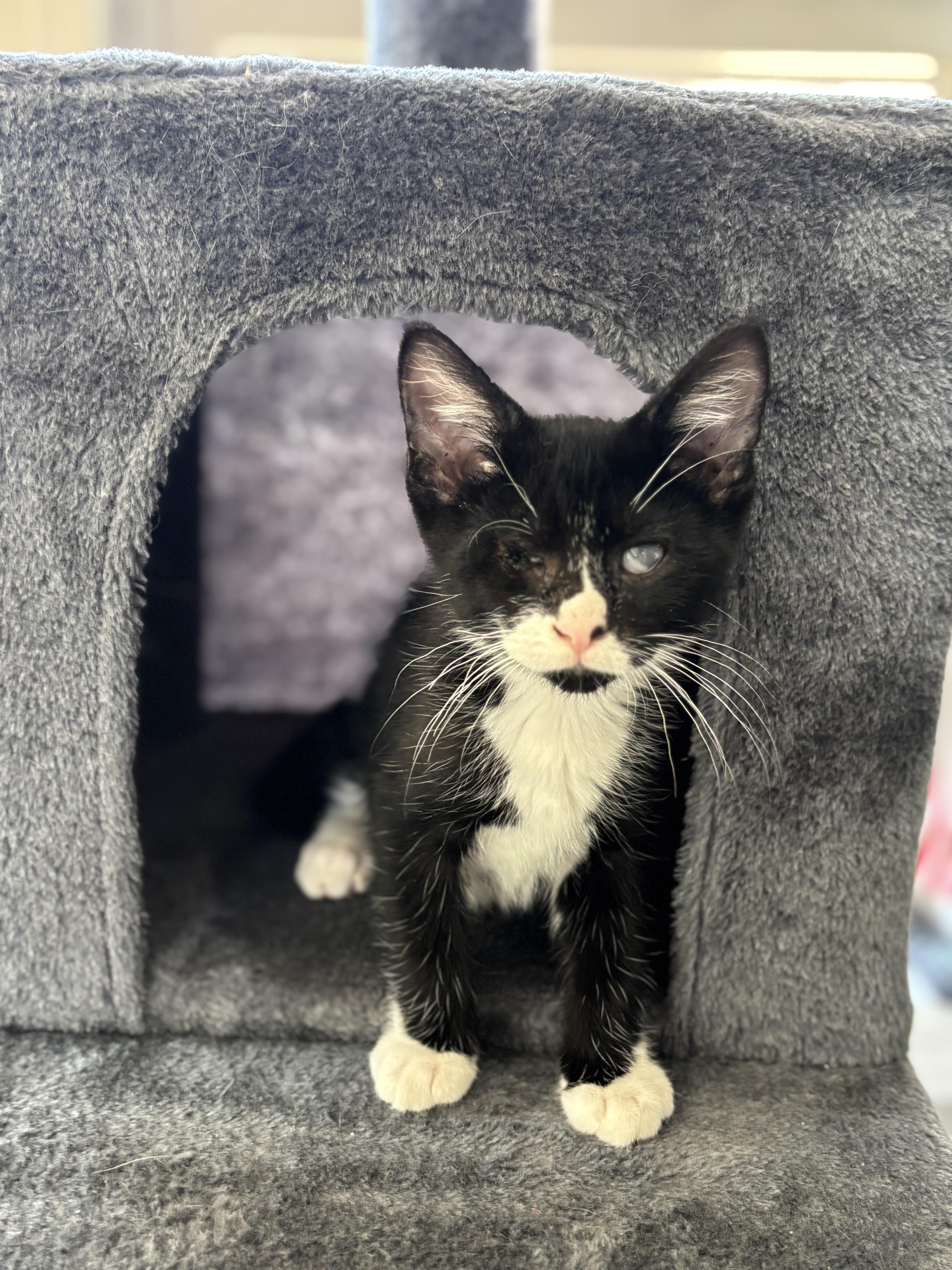 Enlarge Gouda, a ADOPTABLE Domestic Short Hair in Joliet, IL image 2/5