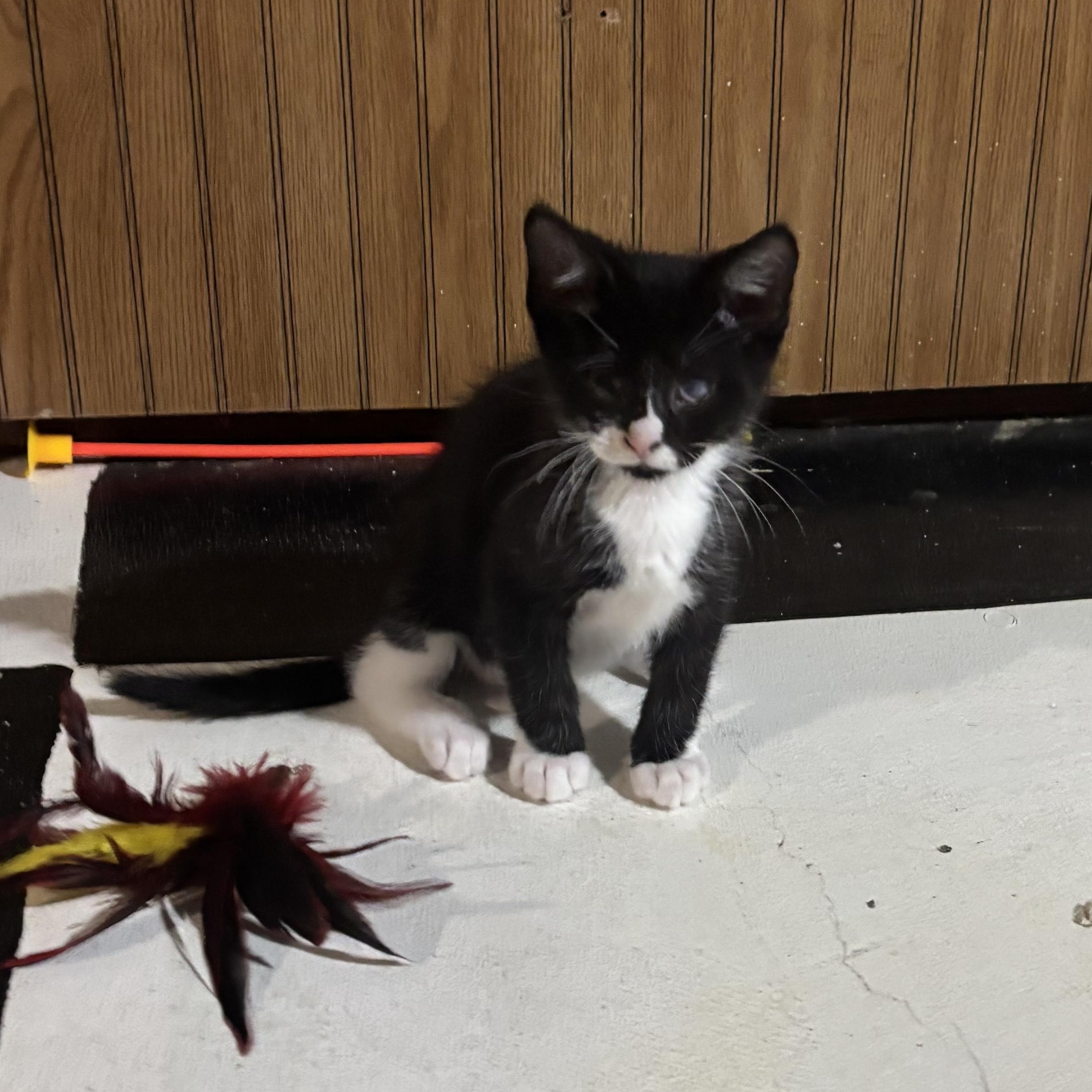 Enlarge Gouda, a ADOPTABLE Domestic Short Hair in Joliet, IL image 5/5