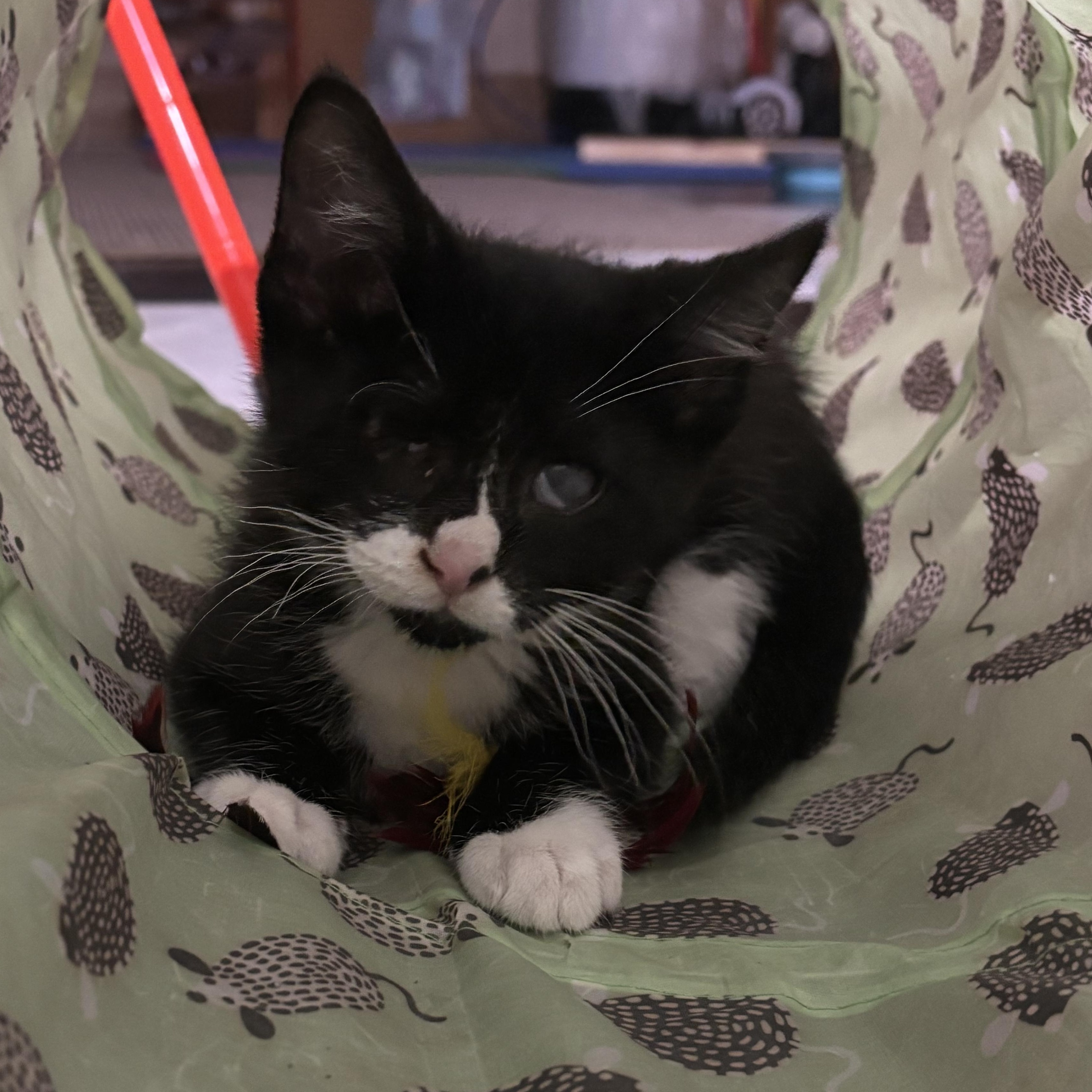 Enlarge Gouda, a ADOPTABLE Domestic Short Hair in Joliet, IL image 4/5