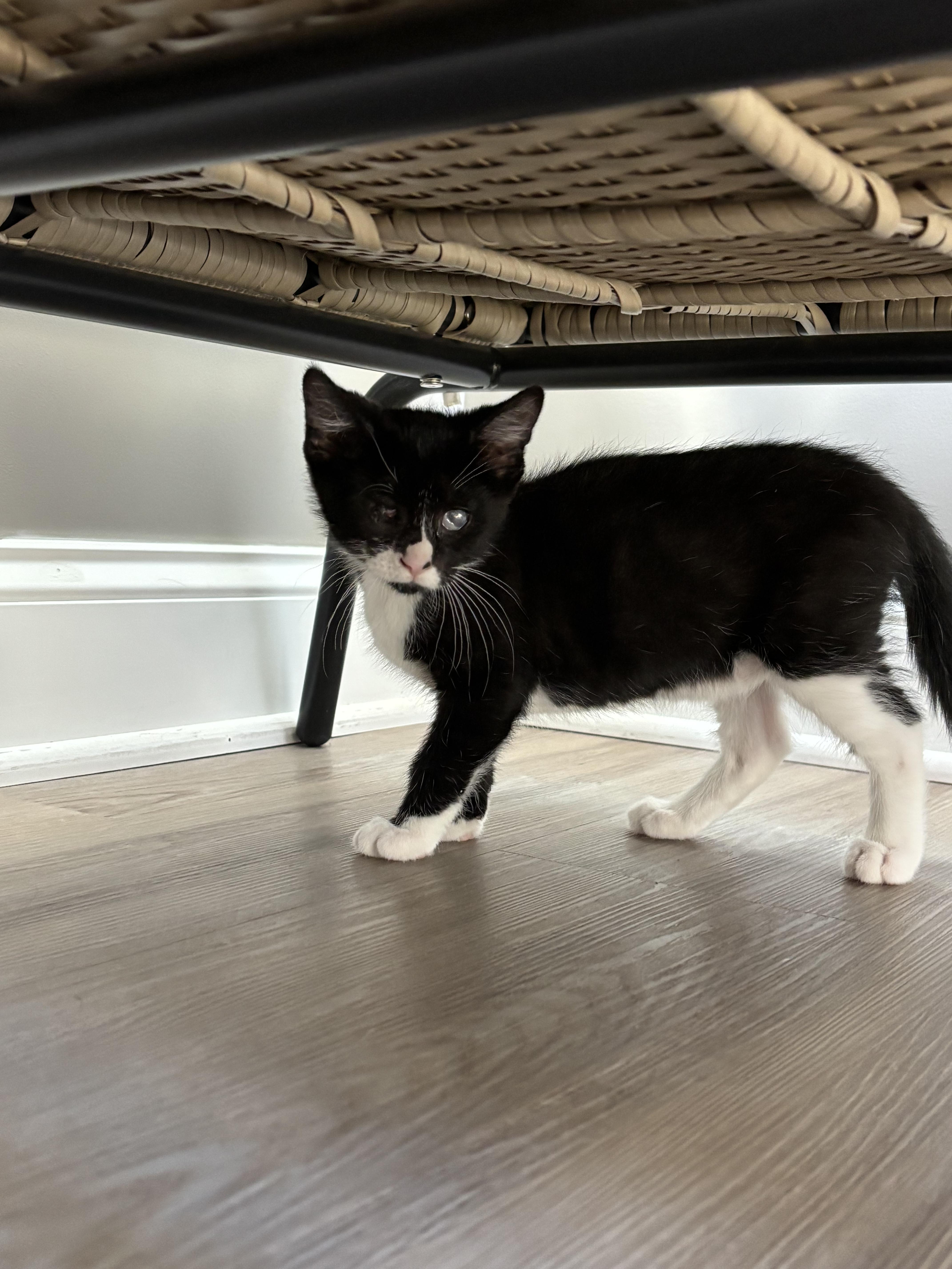 Enlarge Gouda, a ADOPTABLE Domestic Short Hair in Joliet, IL image 3/5