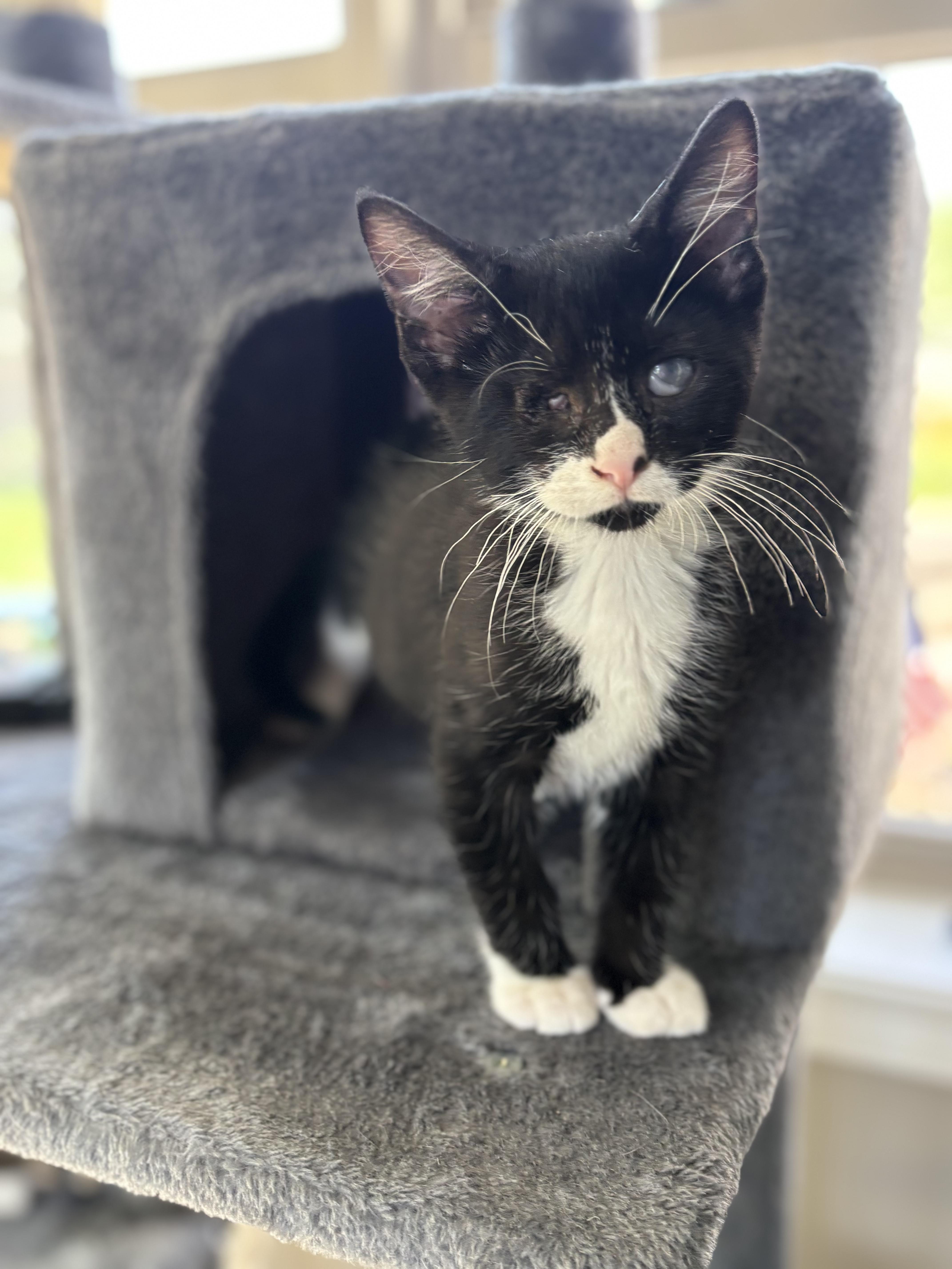 Gouda, ADOPTABLE, Kitten Male Domestic Short Hair.