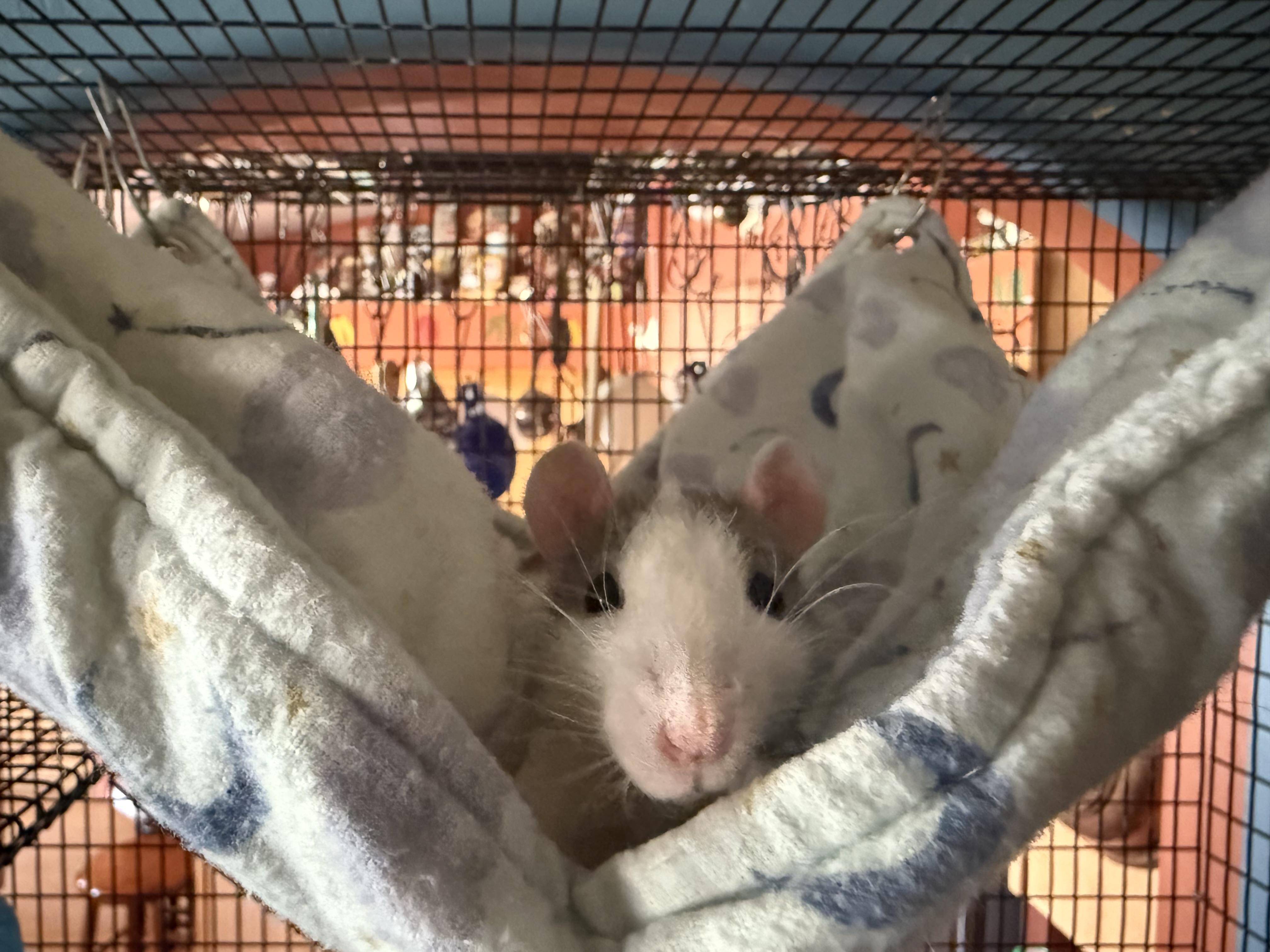 Enlarge Pike, a ADOPTABLE Rat in Scottsdale, AZ image 1/1