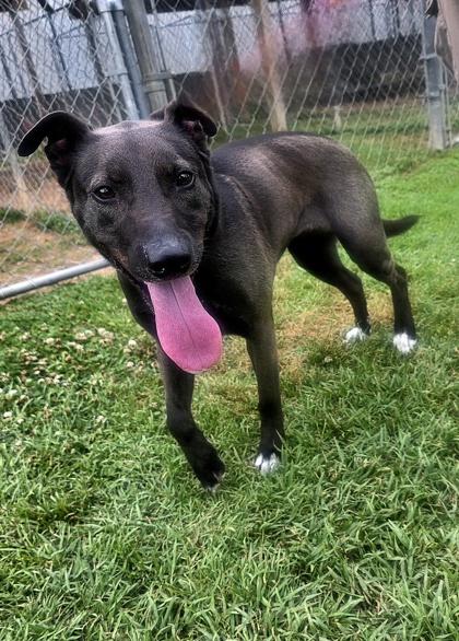 Wendy, a Adoptable mixed breed in Houston, TX image 1/2