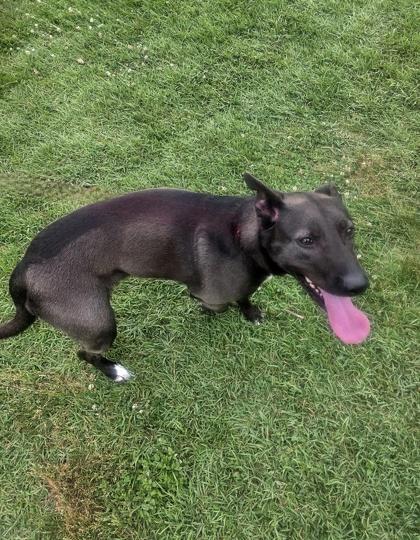 Wendy, a Adoptable mixed breed in Houston, TX image 2/2