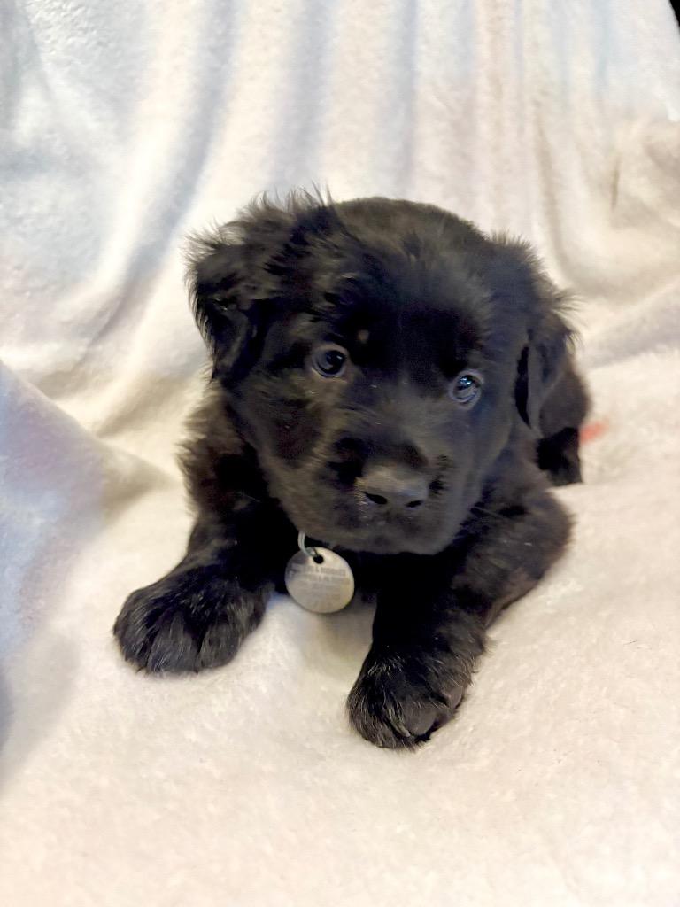 Teddiursa, Adoptable, Puppy Male Chow Chow & Pit Bull Terrier.