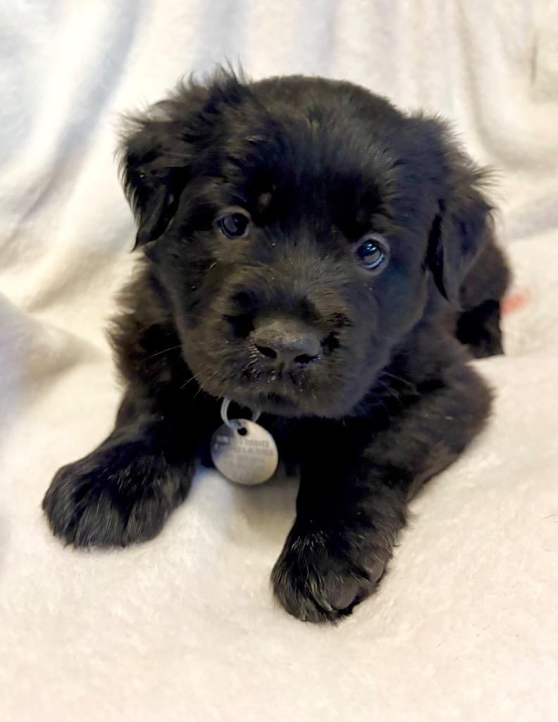 Teddiursa, a Adoptable mixed breed in Reno, NV image 3/3
