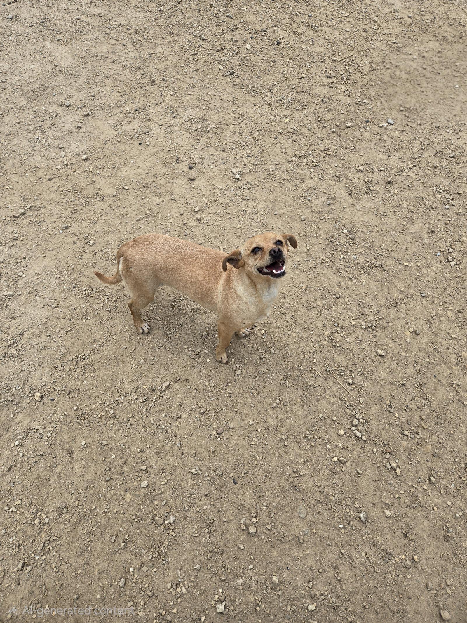 Enlarge Vanilla, a Adoptable mixed breed in Maquoketa, IA image 1/1