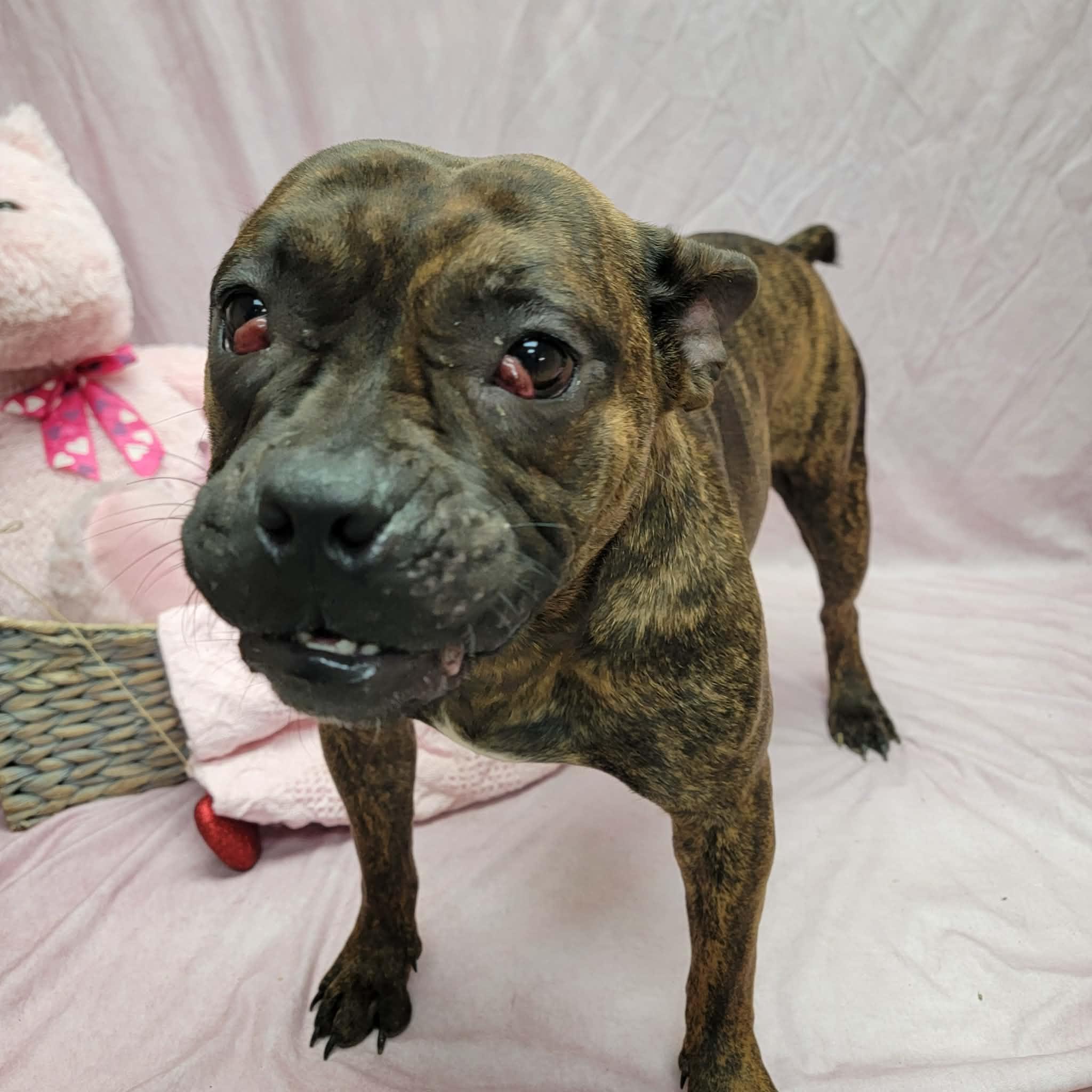 Gracie, a ADOPTABLE mixed breed in Statesboro, GA image 3/5