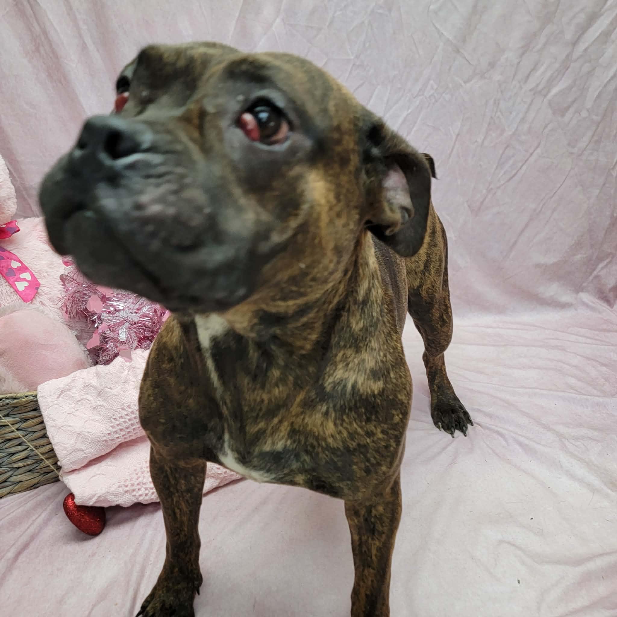 Gracie, a ADOPTABLE mixed breed in Statesboro, GA image 5/5