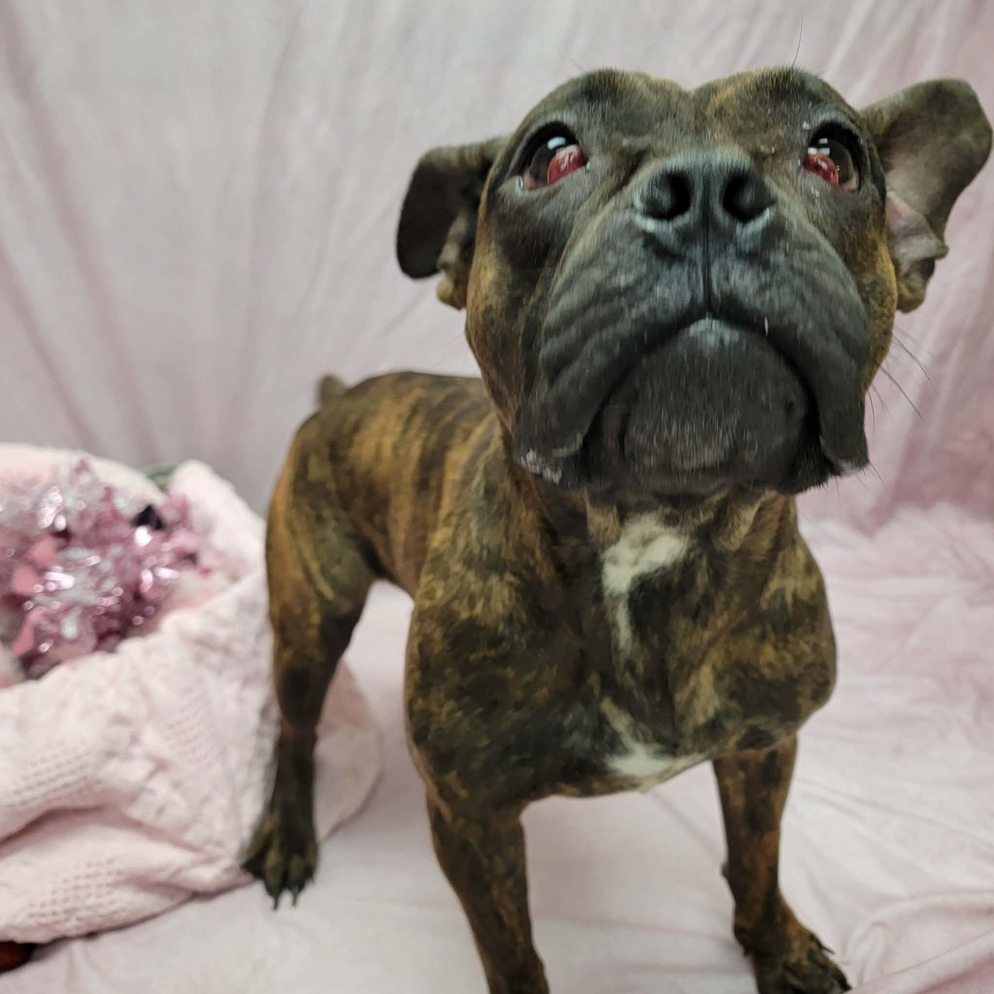 Gracie, ADOPTABLE, Adult Female English Bulldog & Pit Bull Terrier.