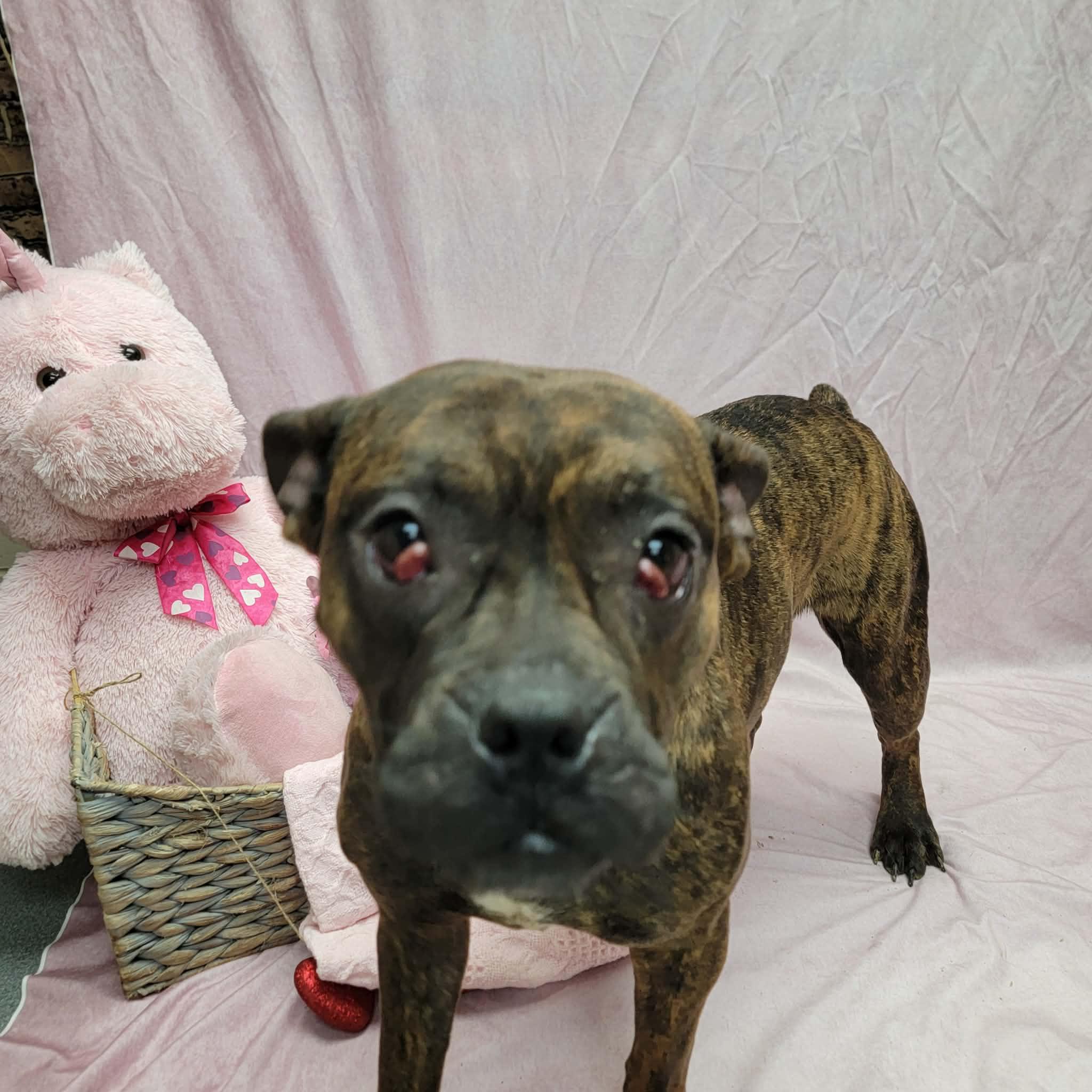 Gracie, a ADOPTABLE mixed breed in Statesboro, GA image 2/5