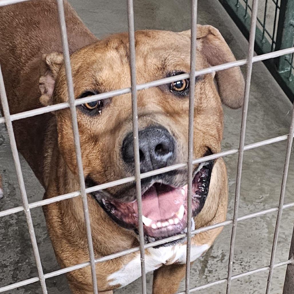Enlarge CANELO, a Adoptable Pit Bull Terrier in Carlin, NV image 1/1