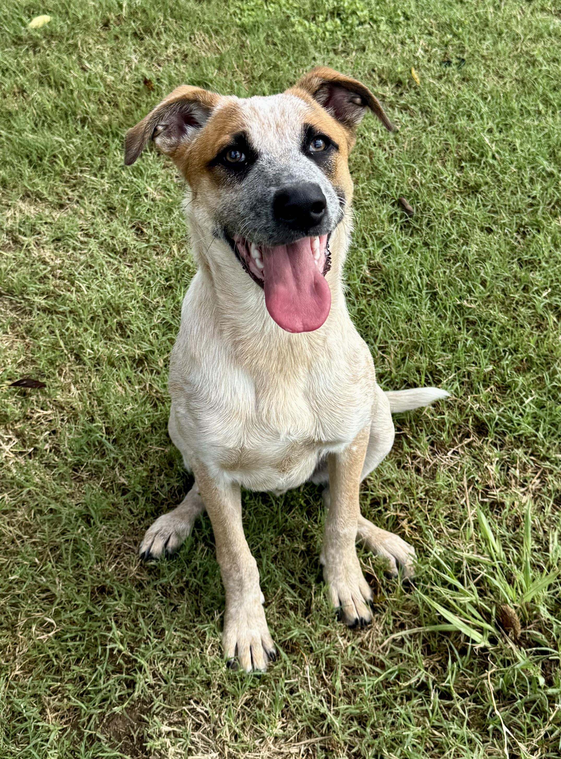Hank, a Adoptable Australian Cattle Dog / Blue Heeler in Bloomsburg, PA image 3/6