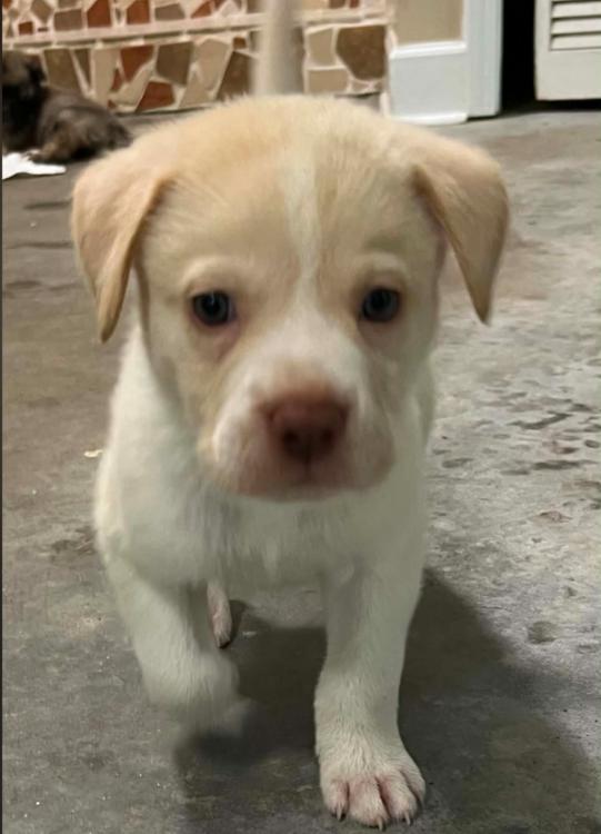 Jack Daniel, a ADOPTABLE mixed breed in Eutawville, SC image 2/4
