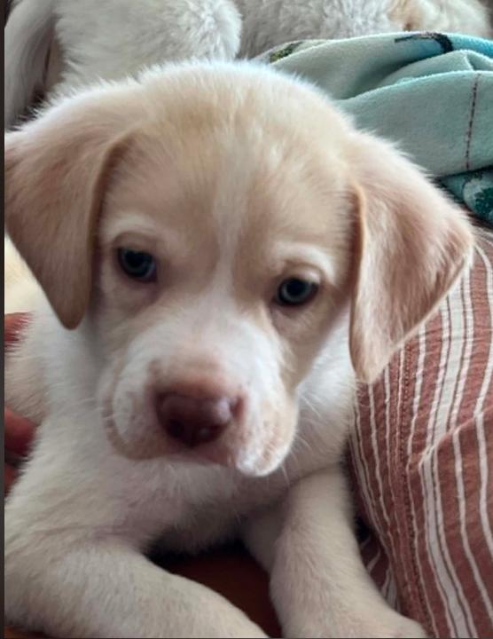 Jack Daniel, a ADOPTABLE mixed breed in Eutawville, SC image 1/4